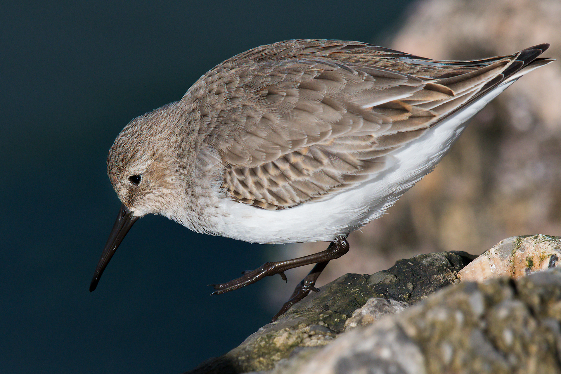 Dunlin