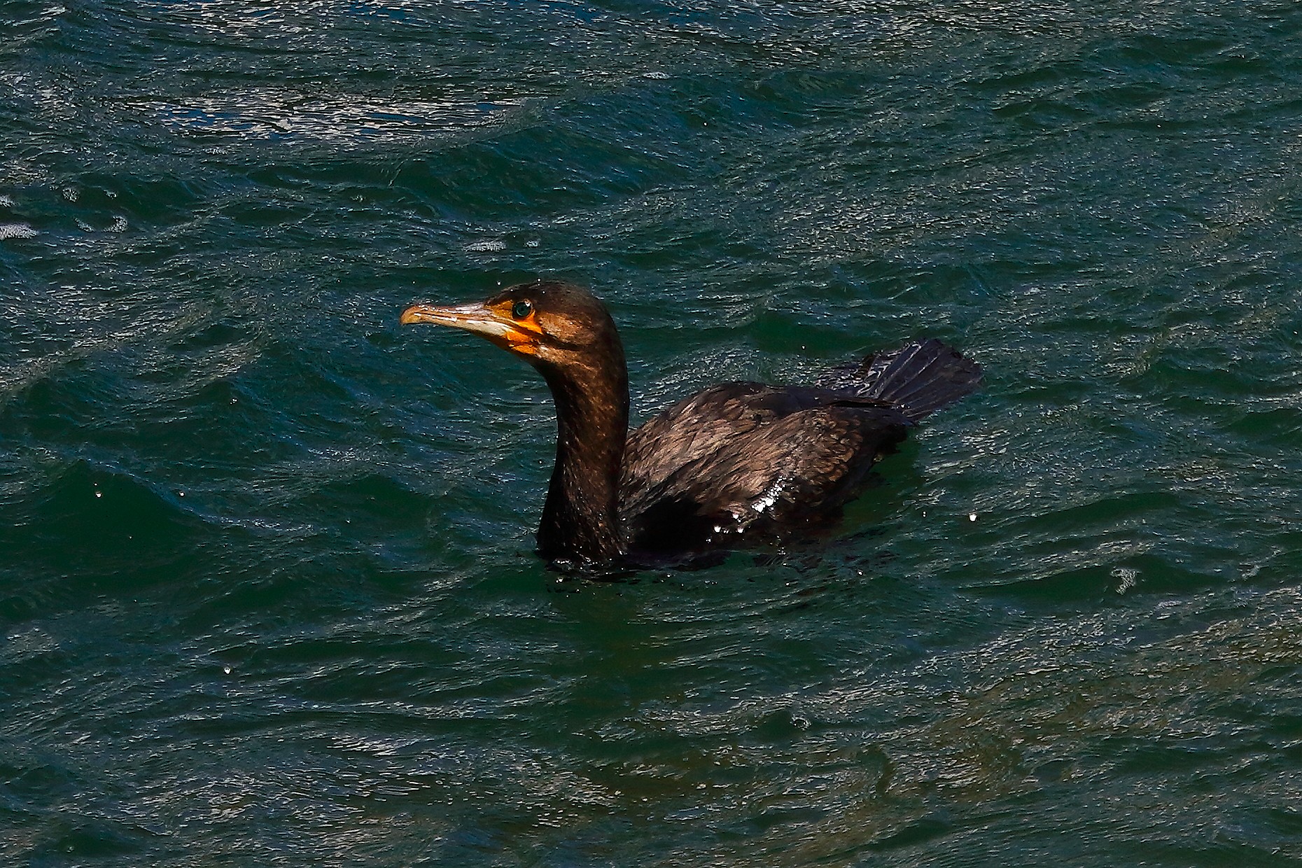 Cormorano 28 settembre 2024 - 0149