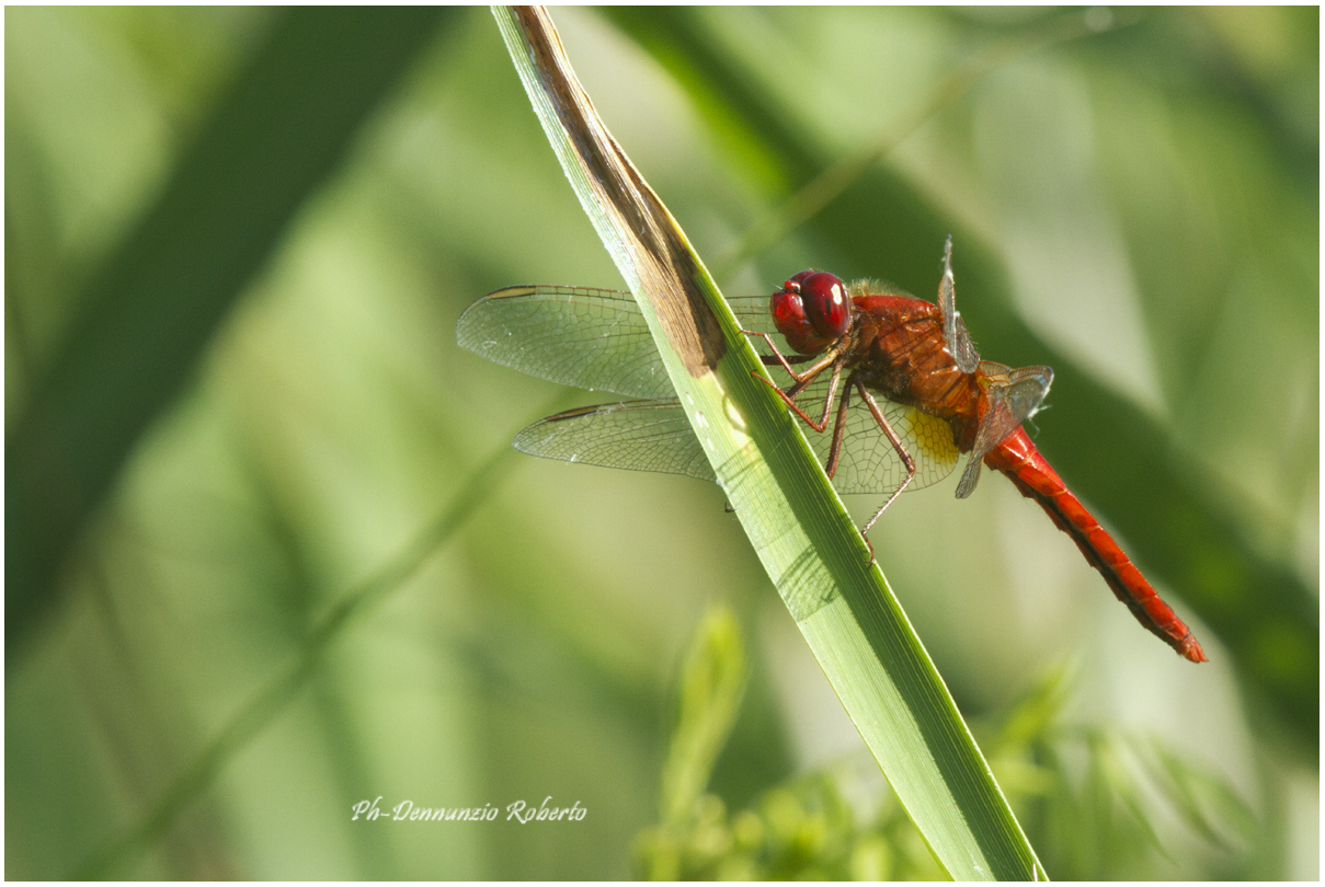 Dragonfly