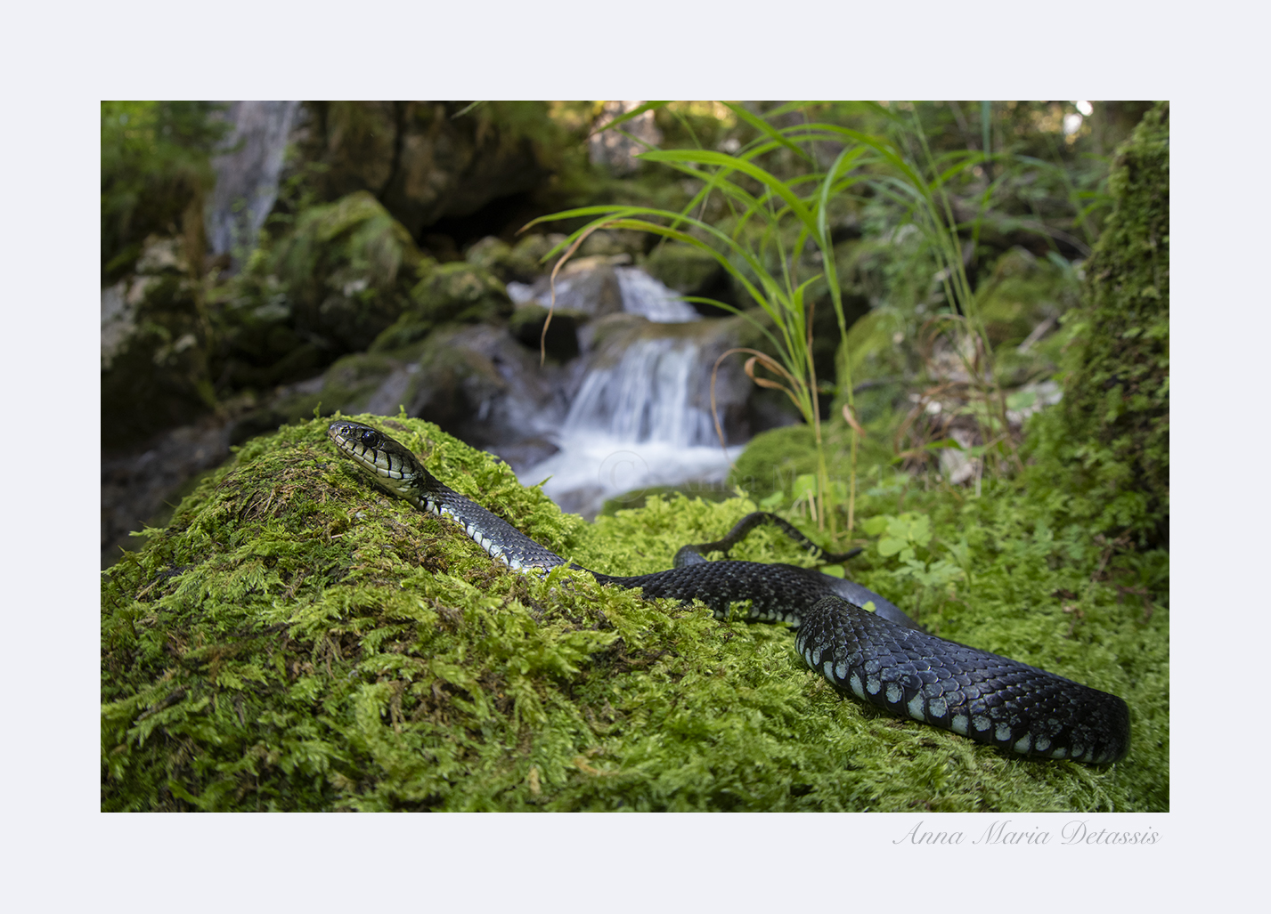 Natrix Helvetica melanotica (Natrix natrix)