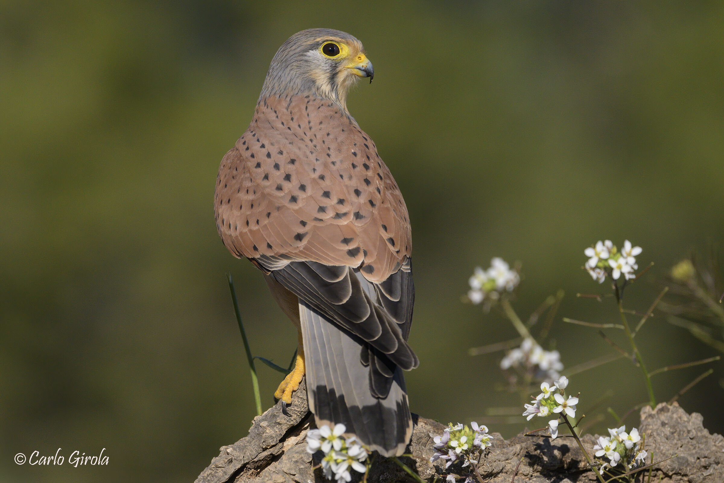 Kestrel (Falco tinnunculus)