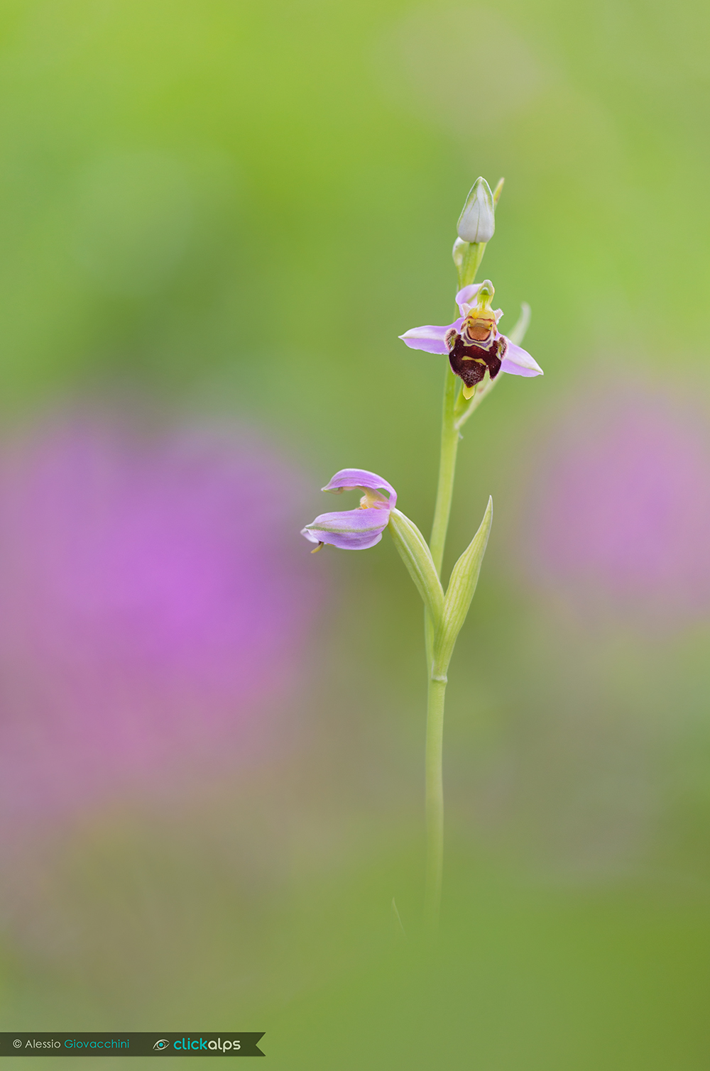 Ophrys apifera