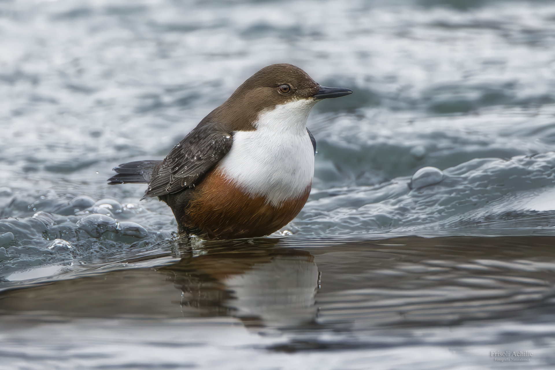White-throated dipper