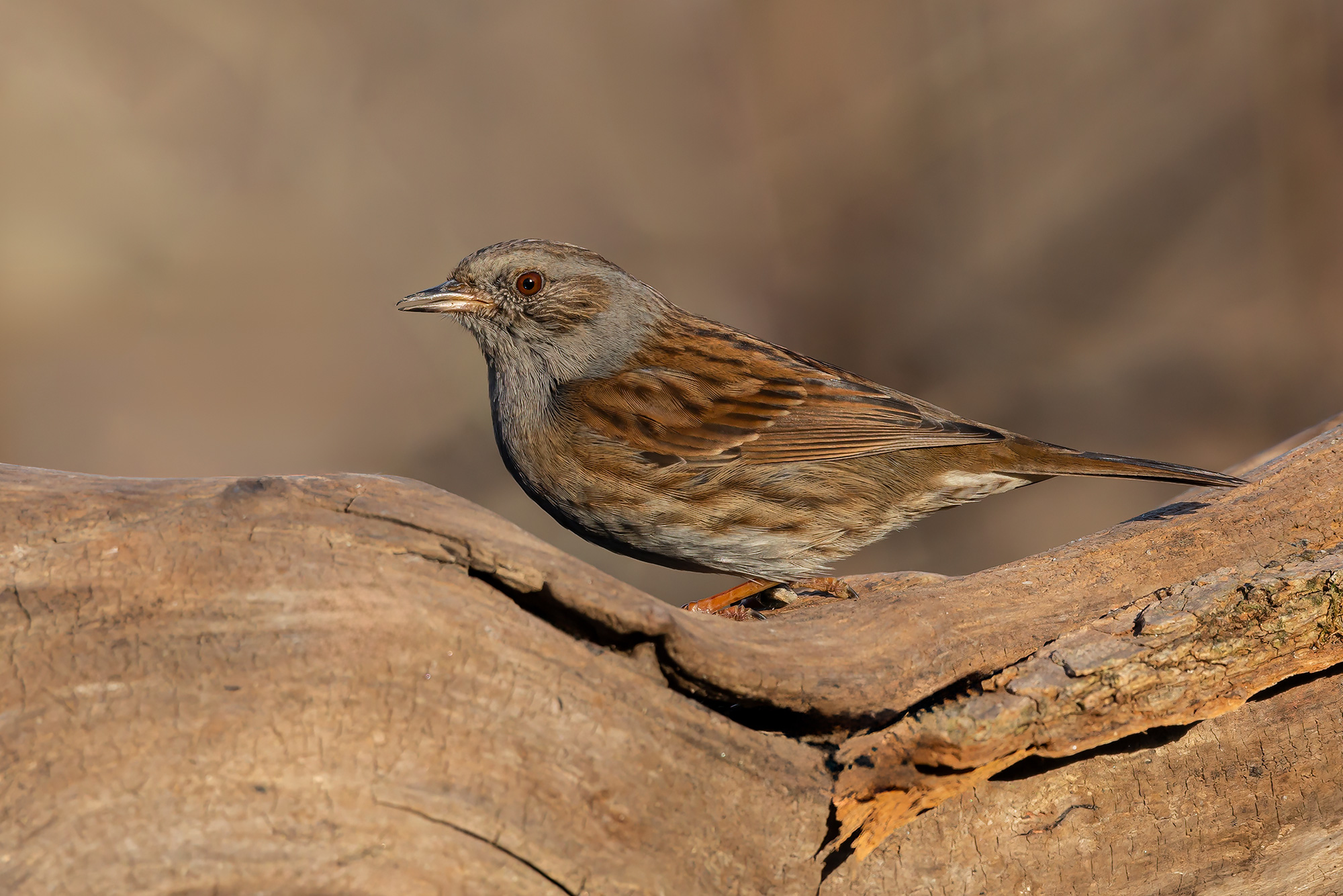 Dunnock