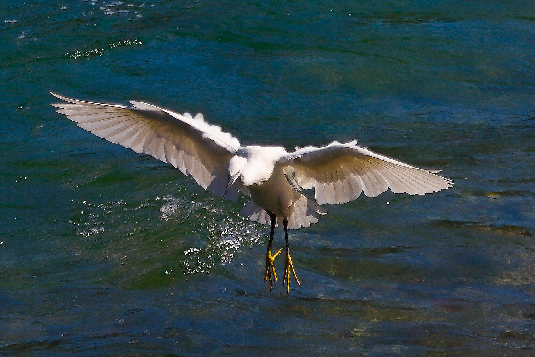 Garzetta 28 settembre 2024 - 0157