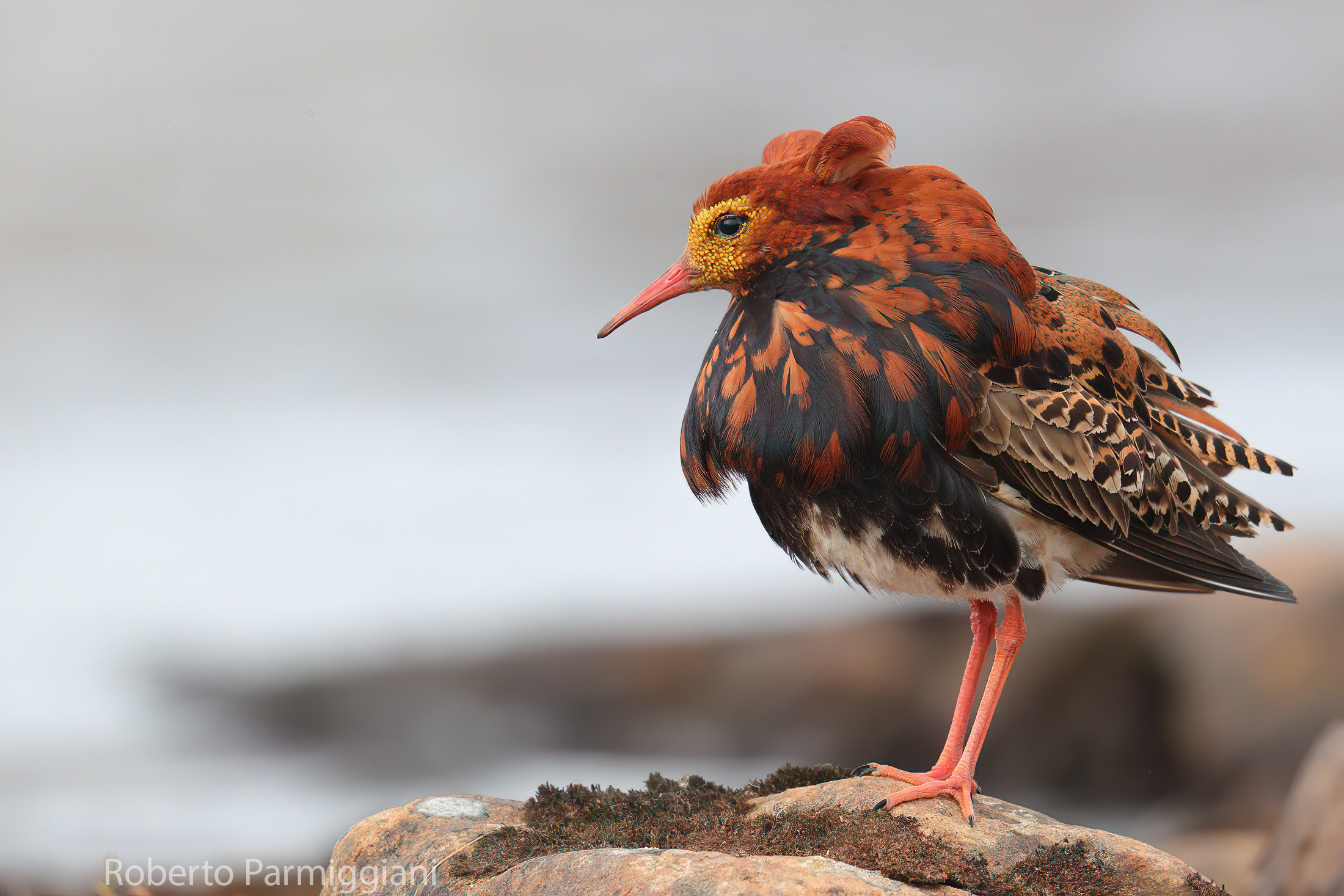 Combattente in livrea