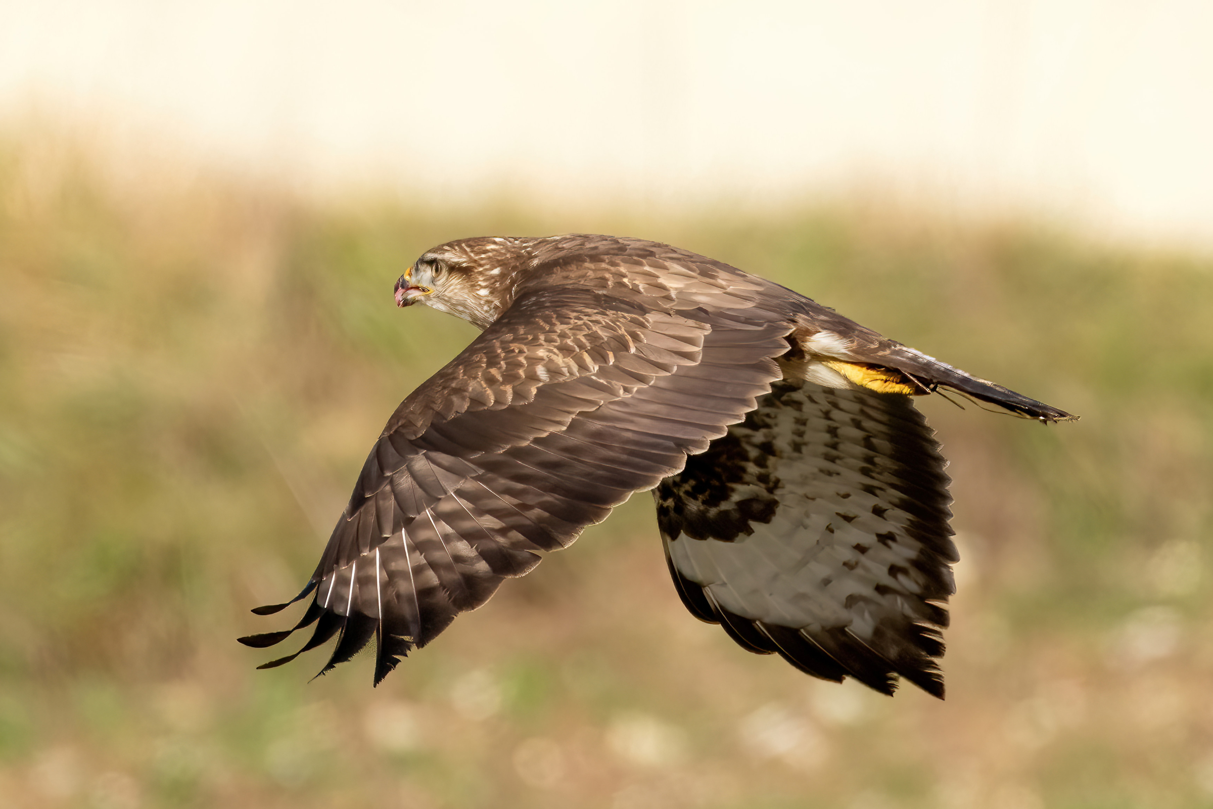 Poiana (Buteo buteo)
