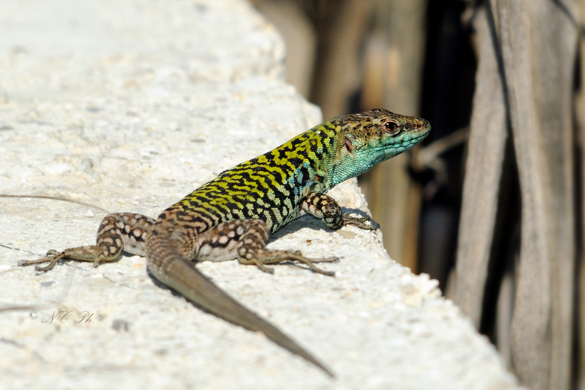Lizard 1