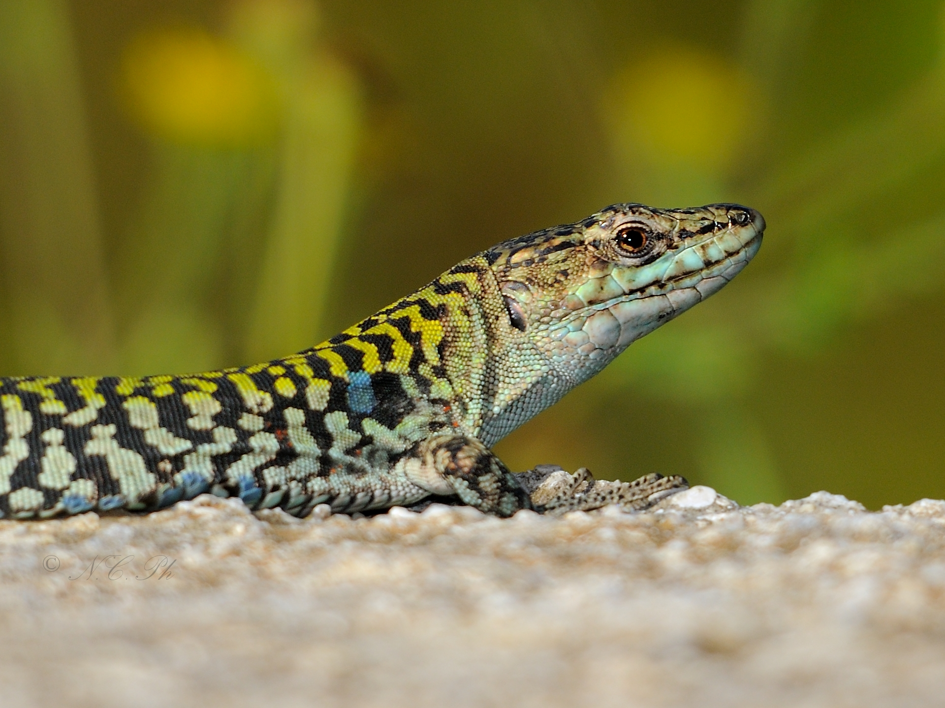 Lizard 2