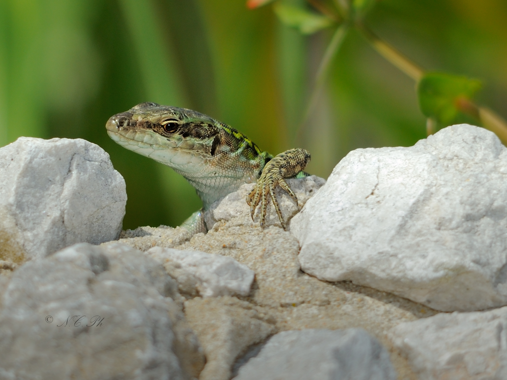 Lizard 1
