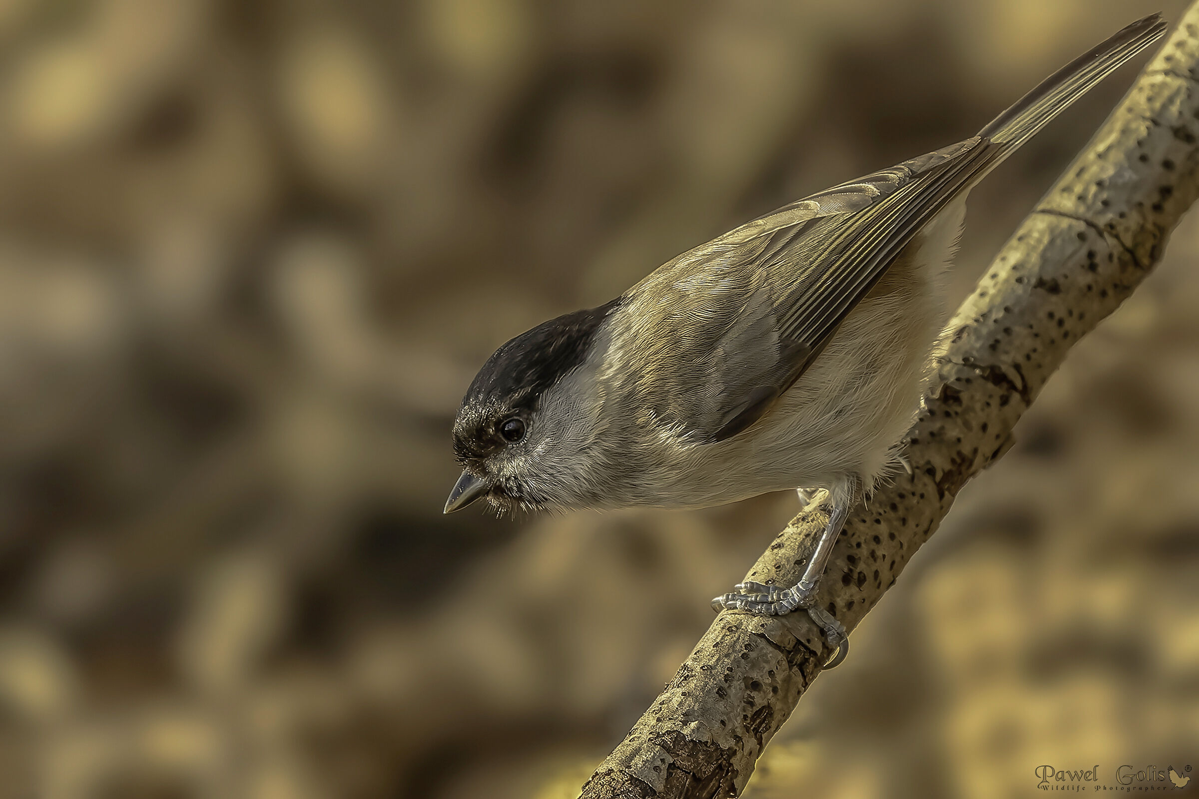 Cincia palustre (Parus palustris)