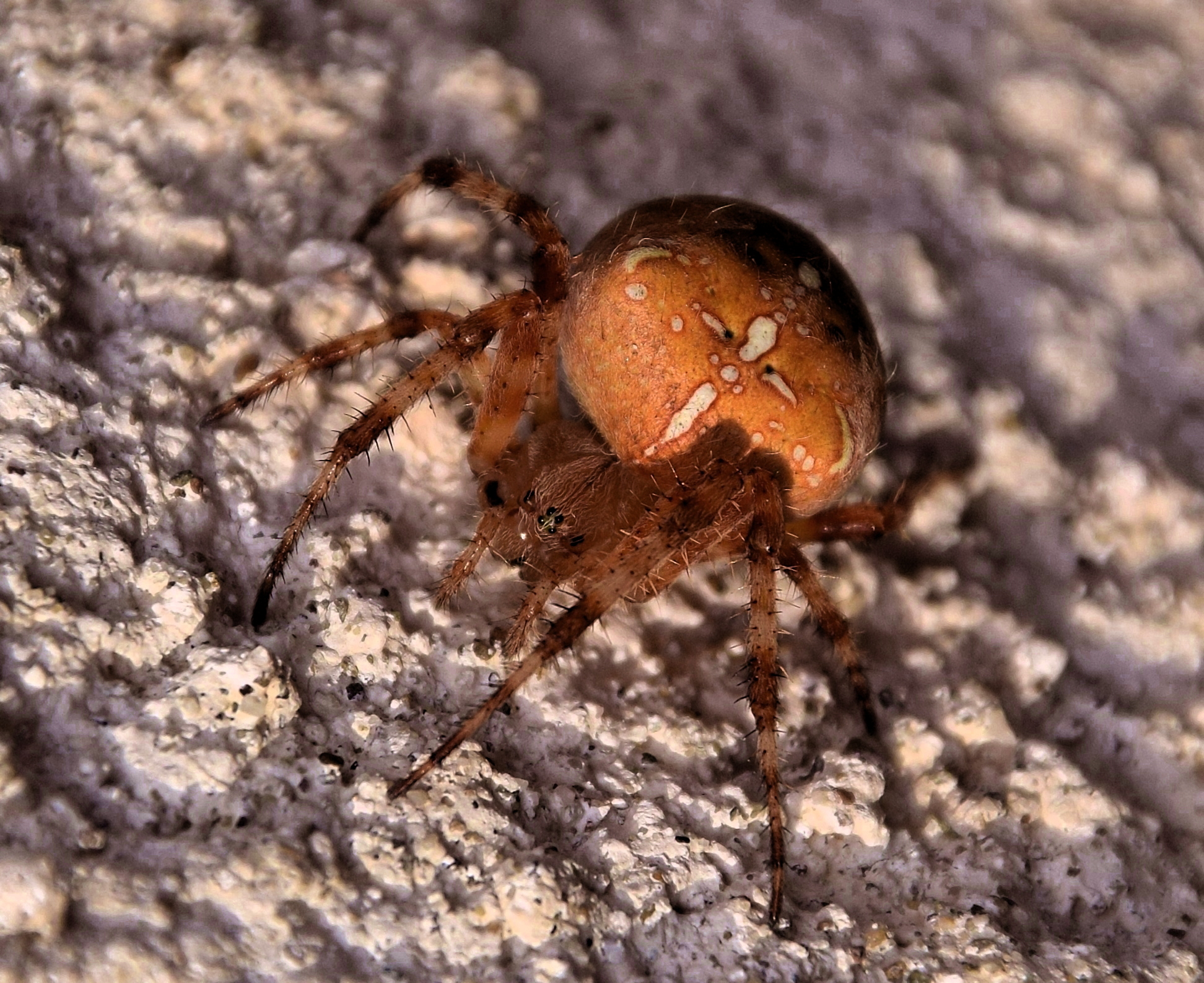 Araneus diadematus (crossed spider)