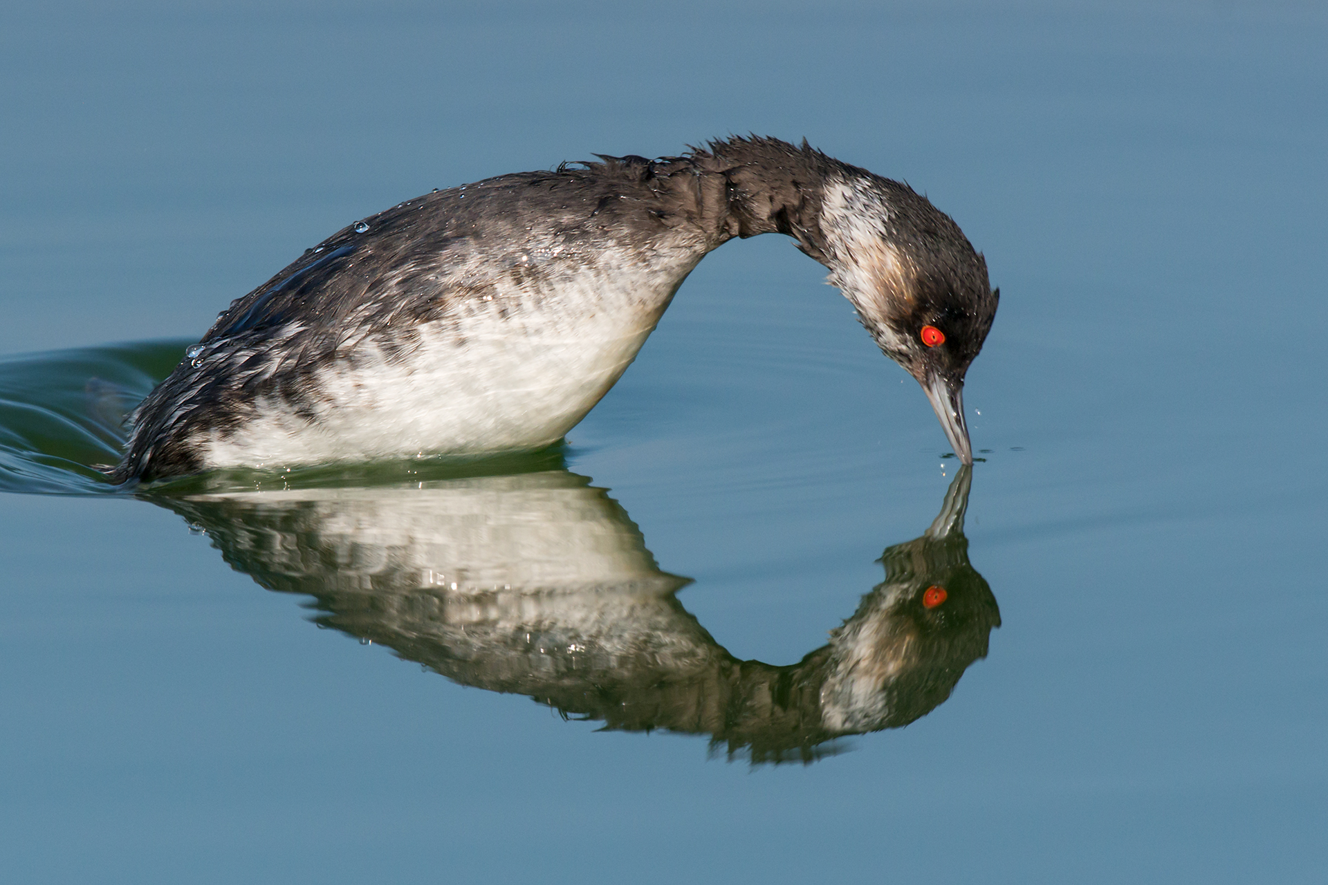 Svasso piccolo in pesca