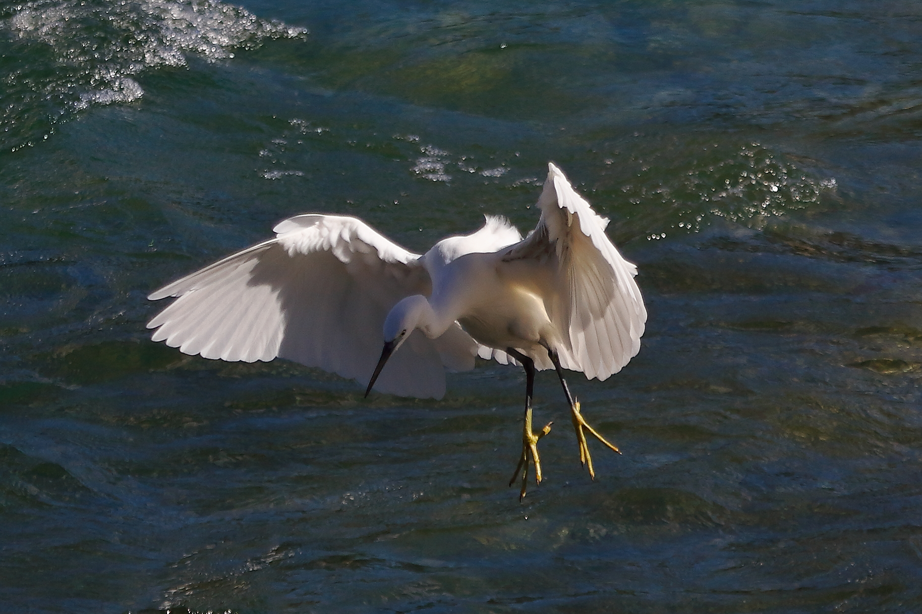 Garzetta 28 settembre 2024 - 0159