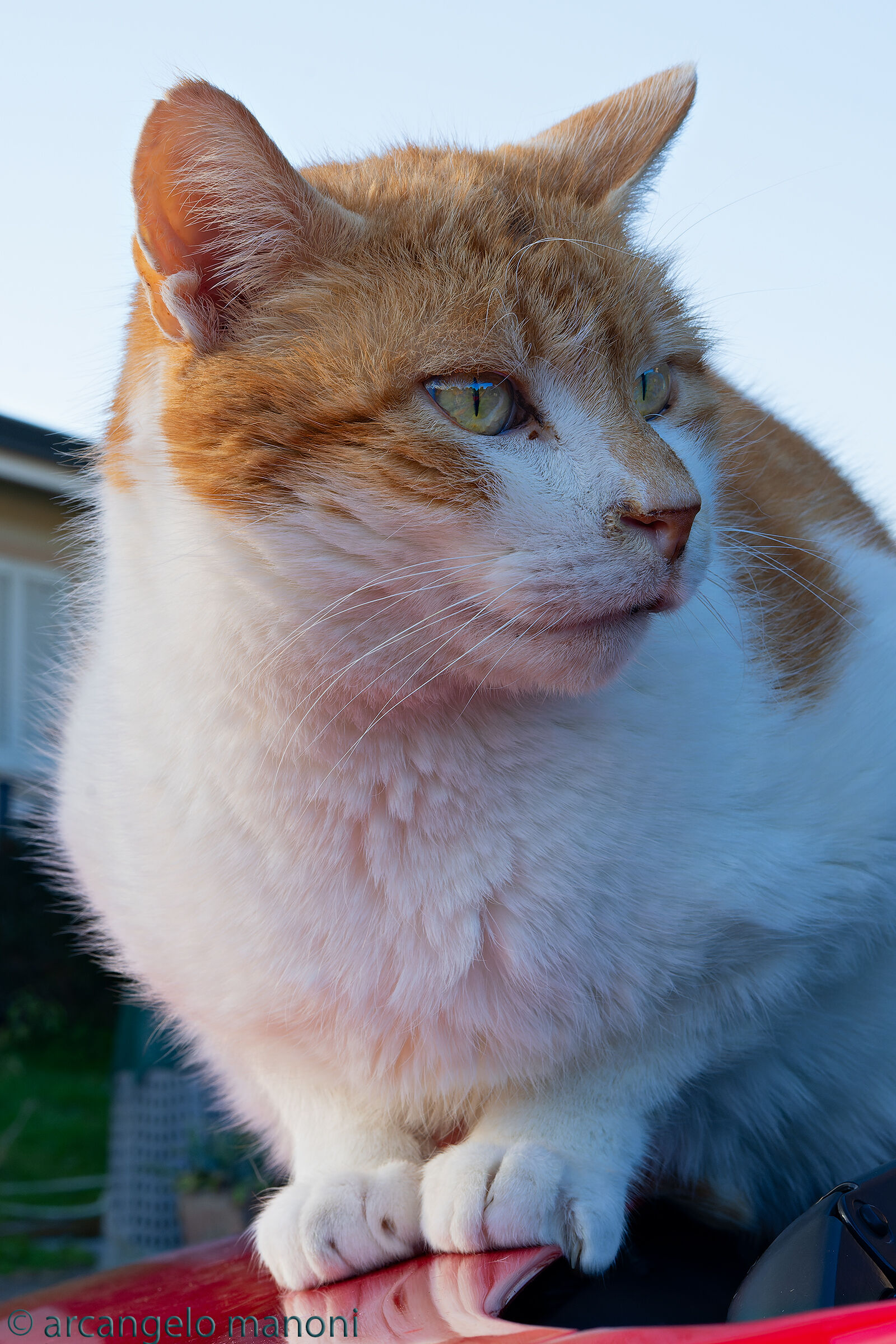 My cat seeks the warmth of the hood