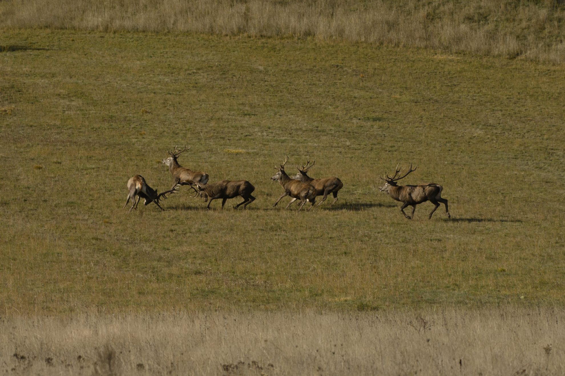 Deer