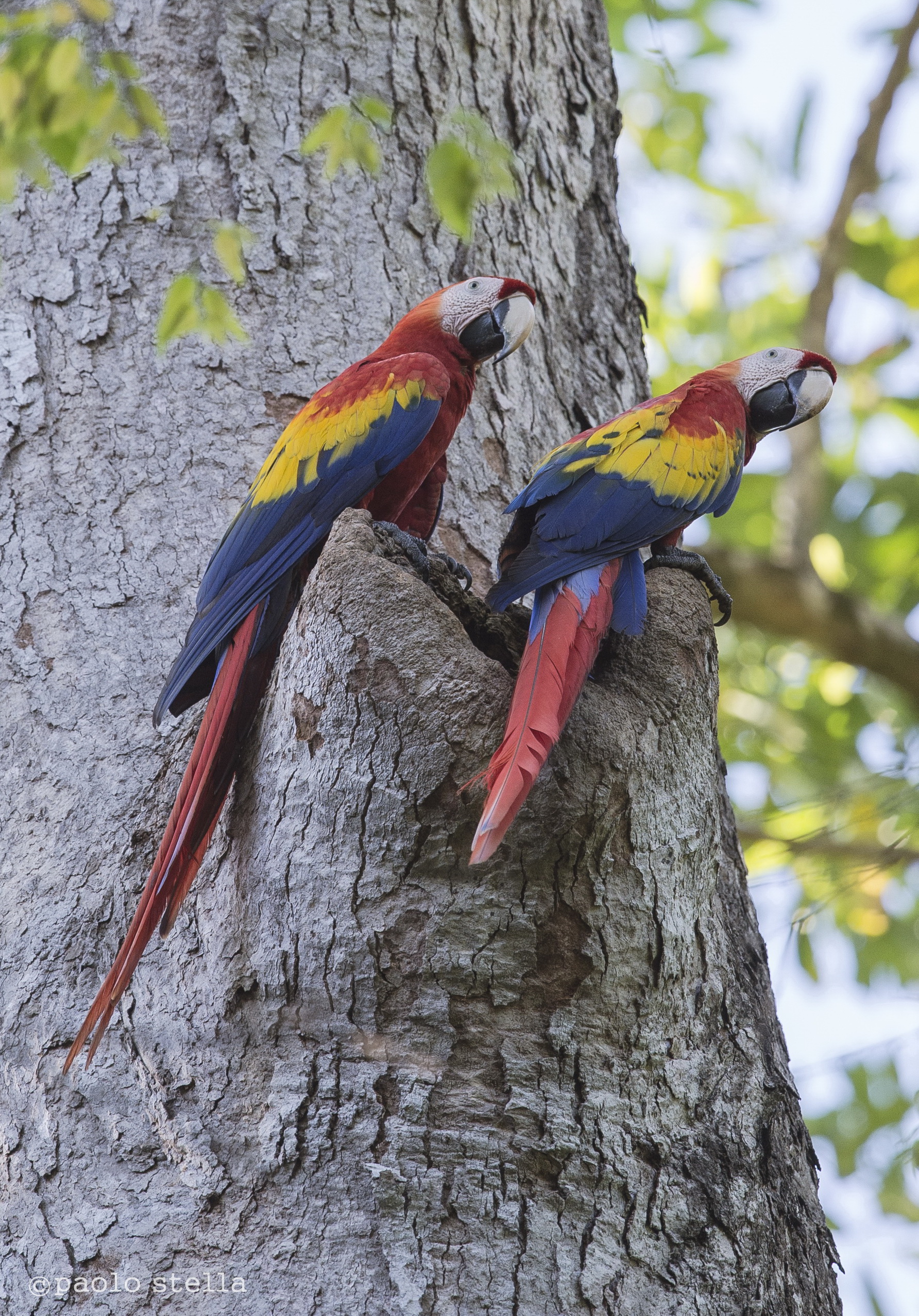 Scarlet Macaw on the nest
