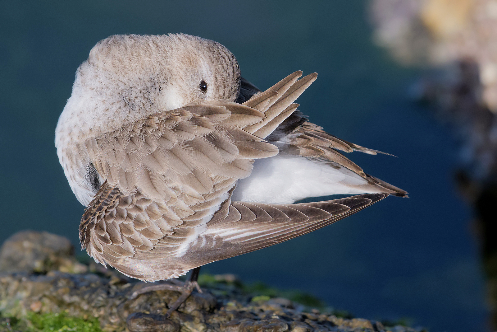 Piovanello pancianera.