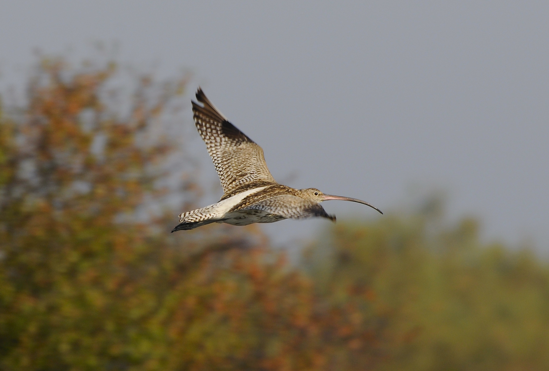 curlew in Torcello
