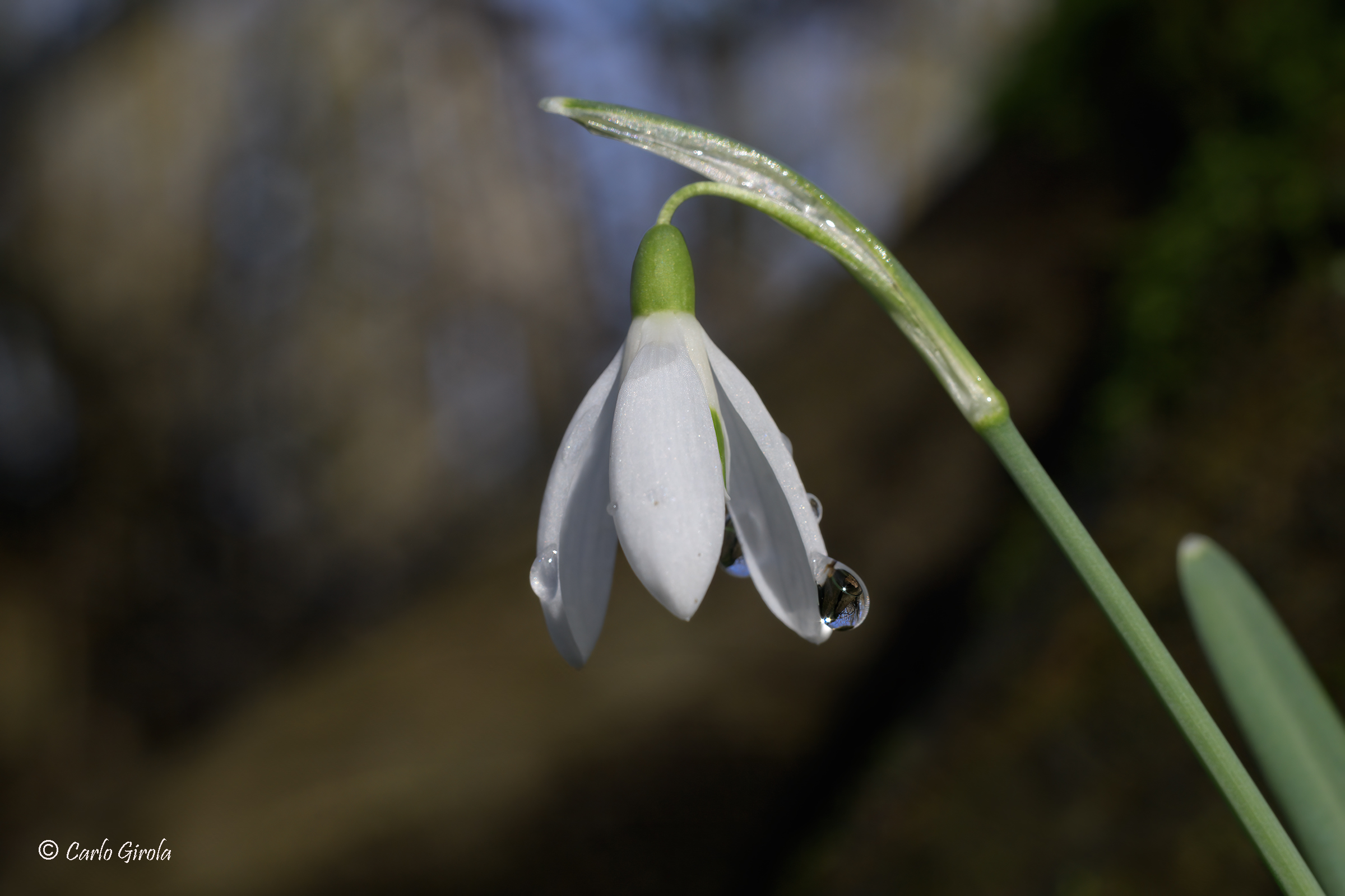 Sono fioriti i Bucaneve (Galanthus nivalis).