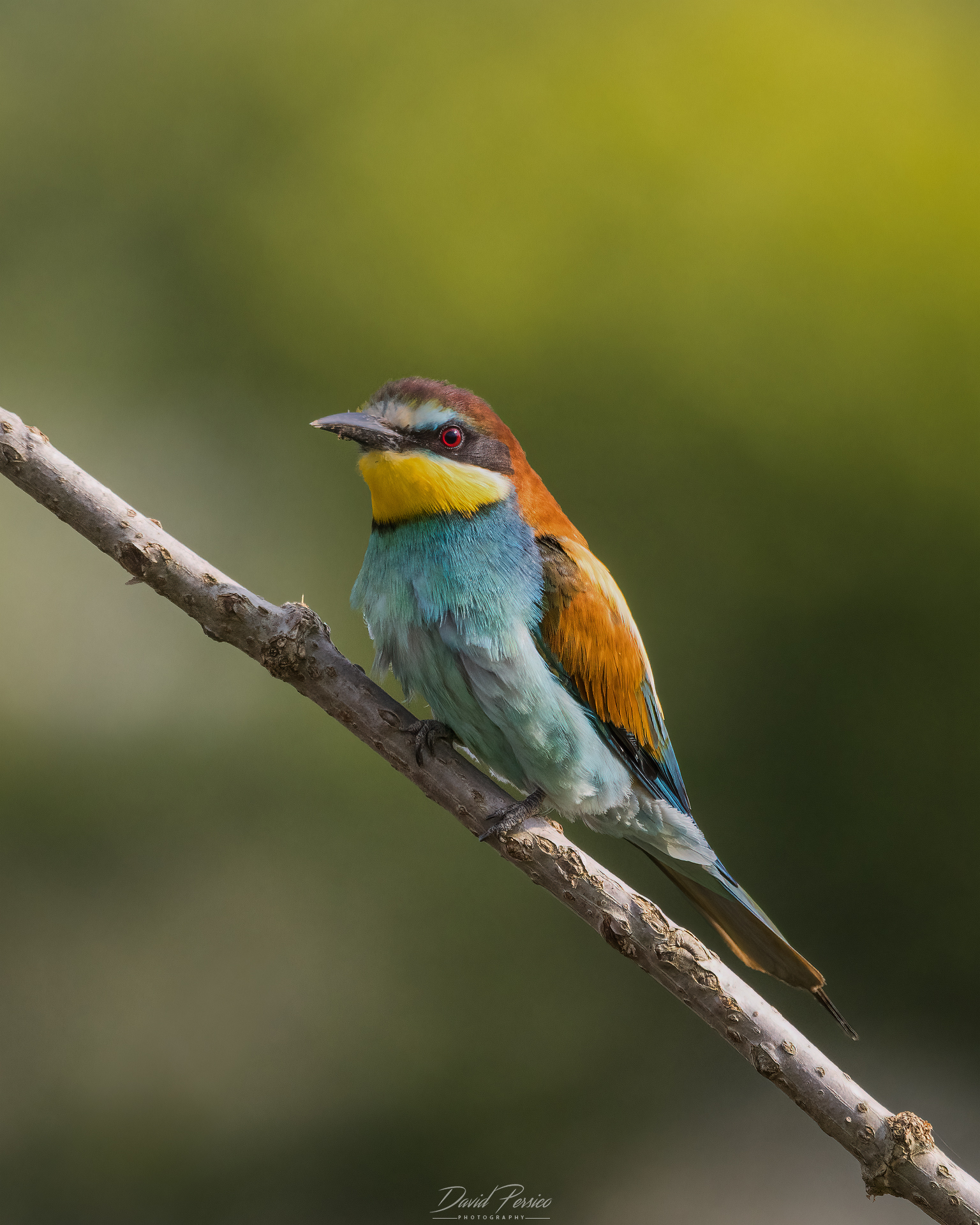 Bee-eater