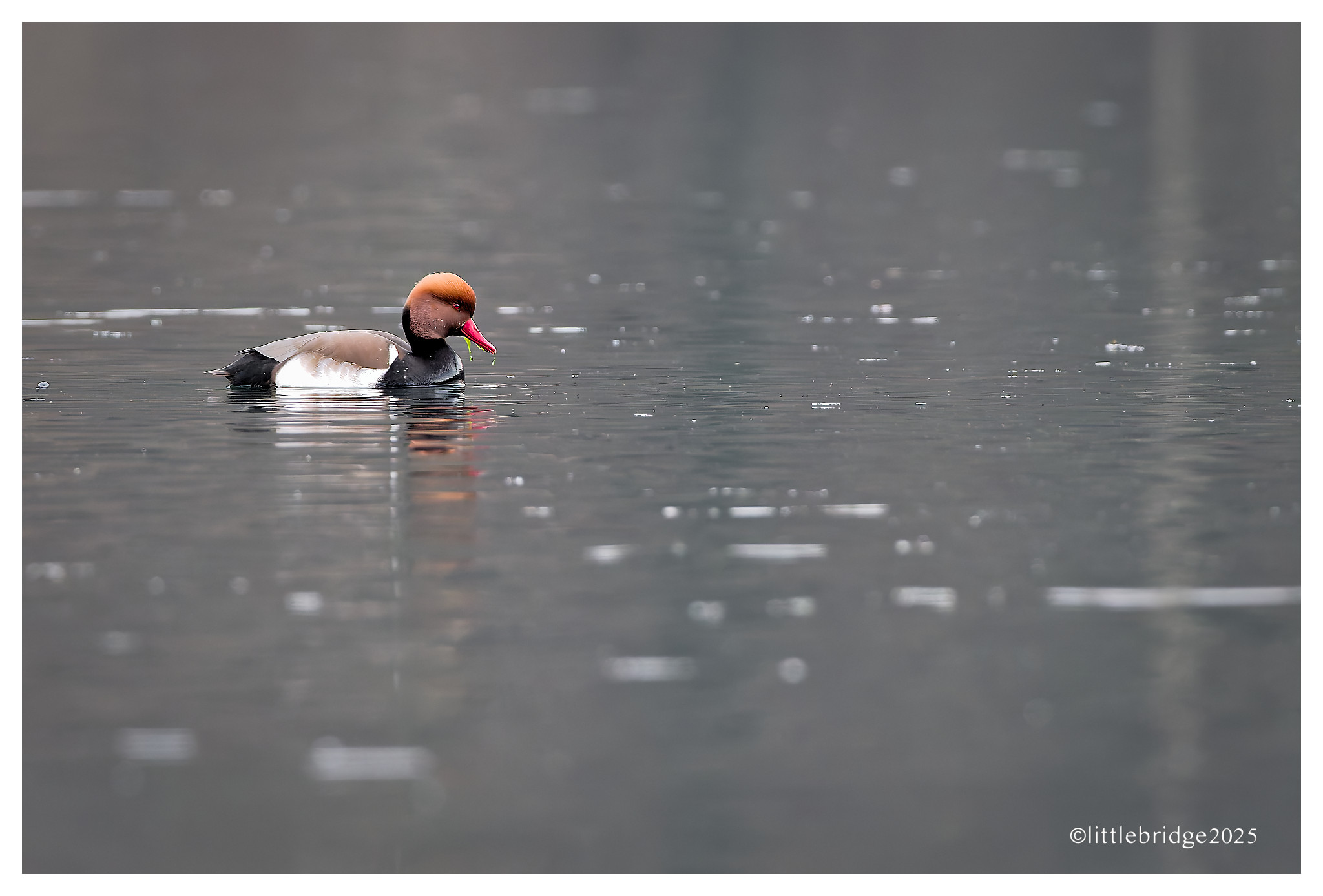 Red-crested pochard