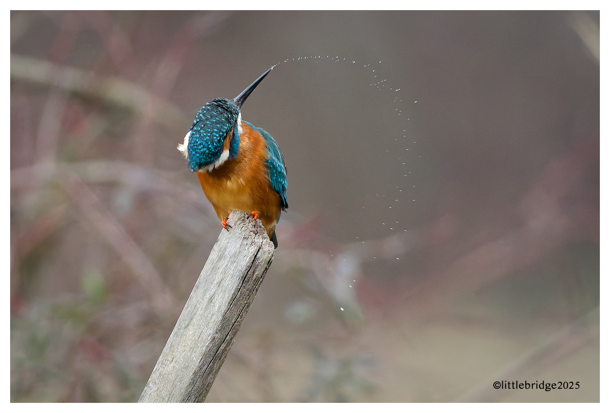 Kingfisher