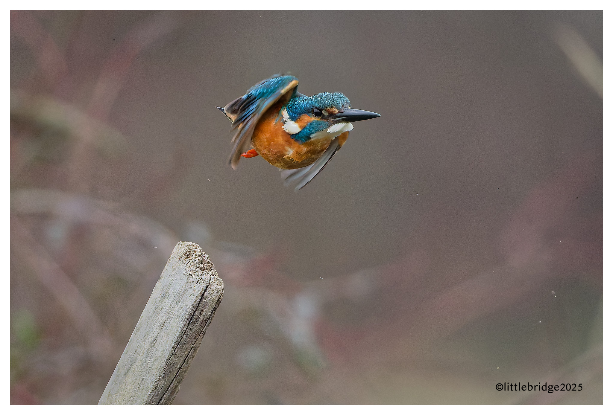 Kingfisher