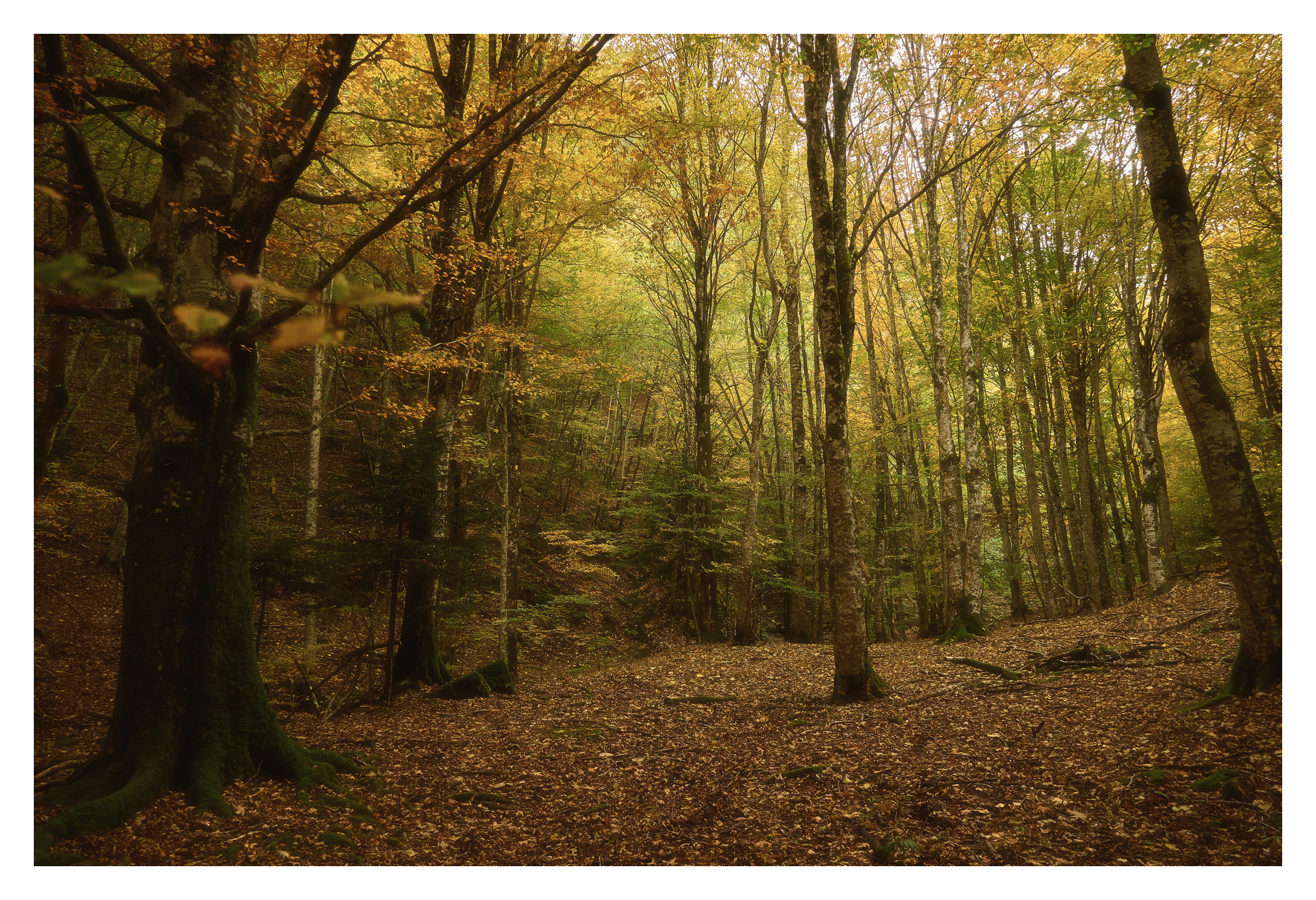 Foliage a Campigna