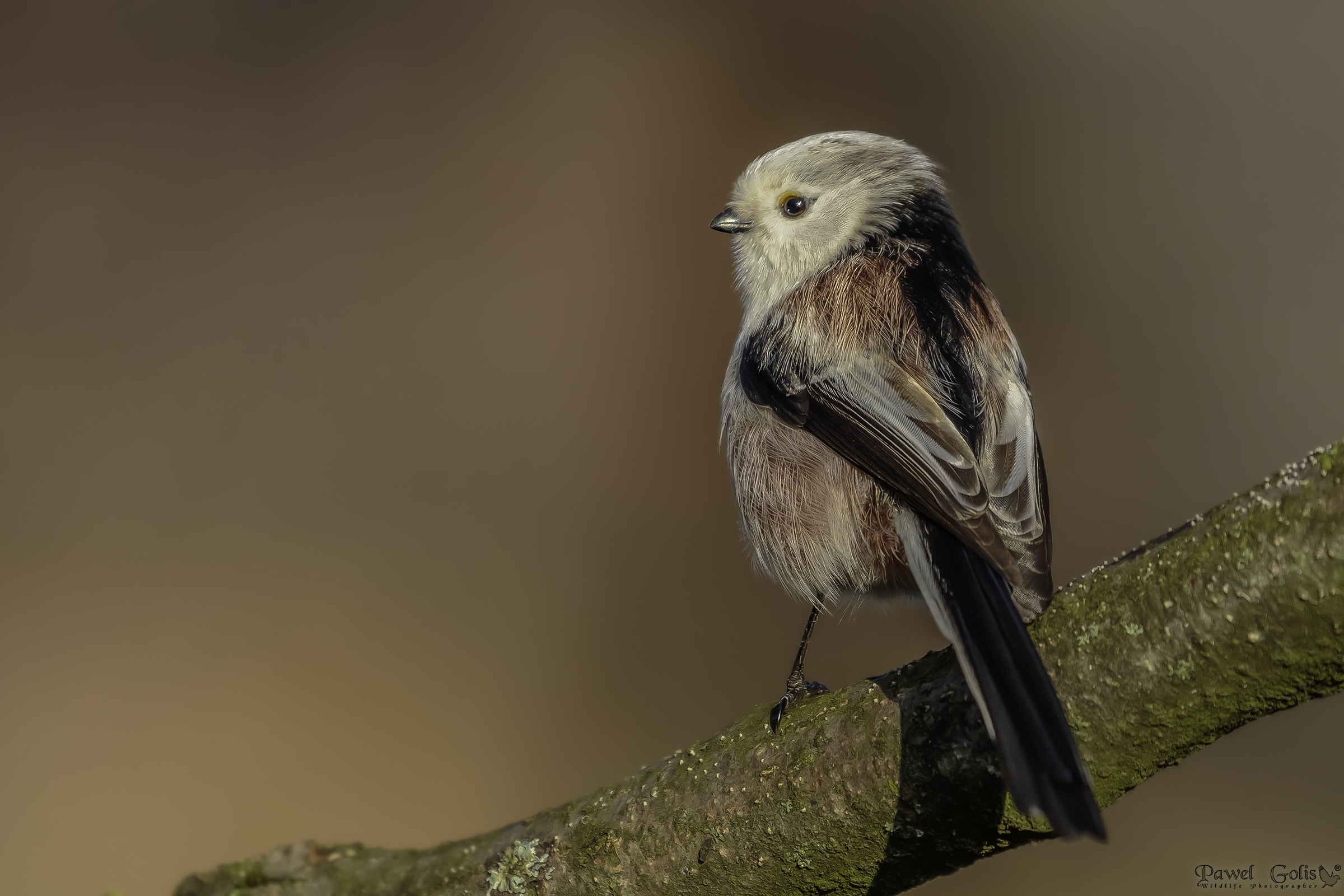 Cinciallegra (Aegithalos caudatus)