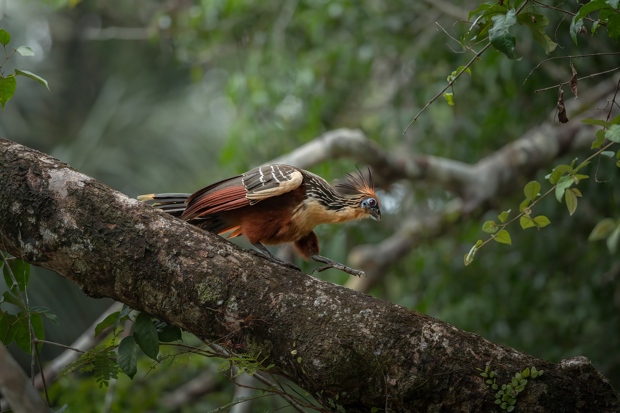 Hoatzin