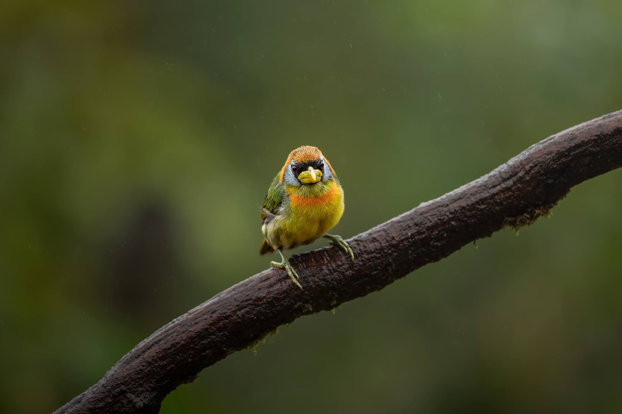 Red Head Barbet