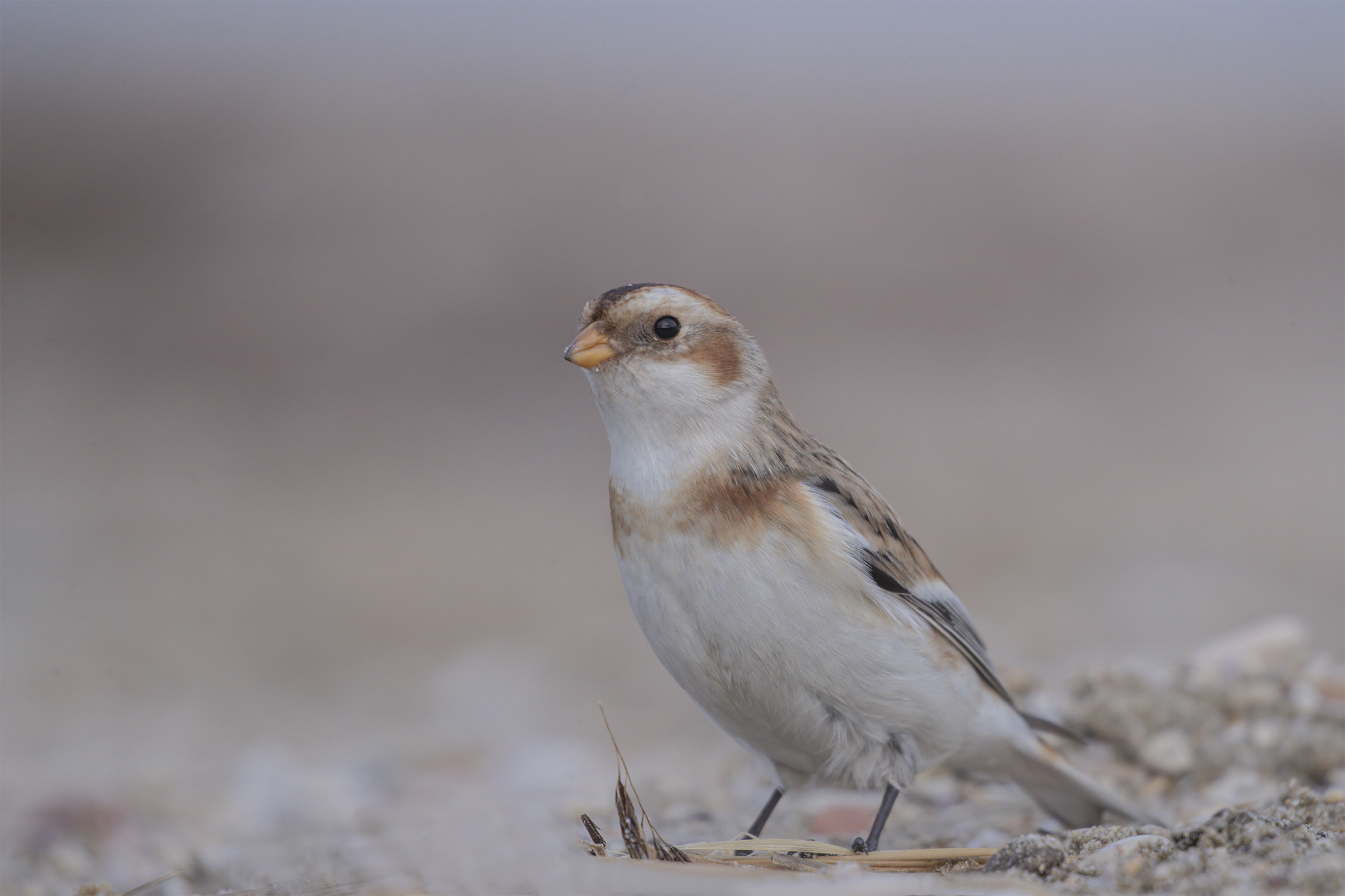 Snow Bunting