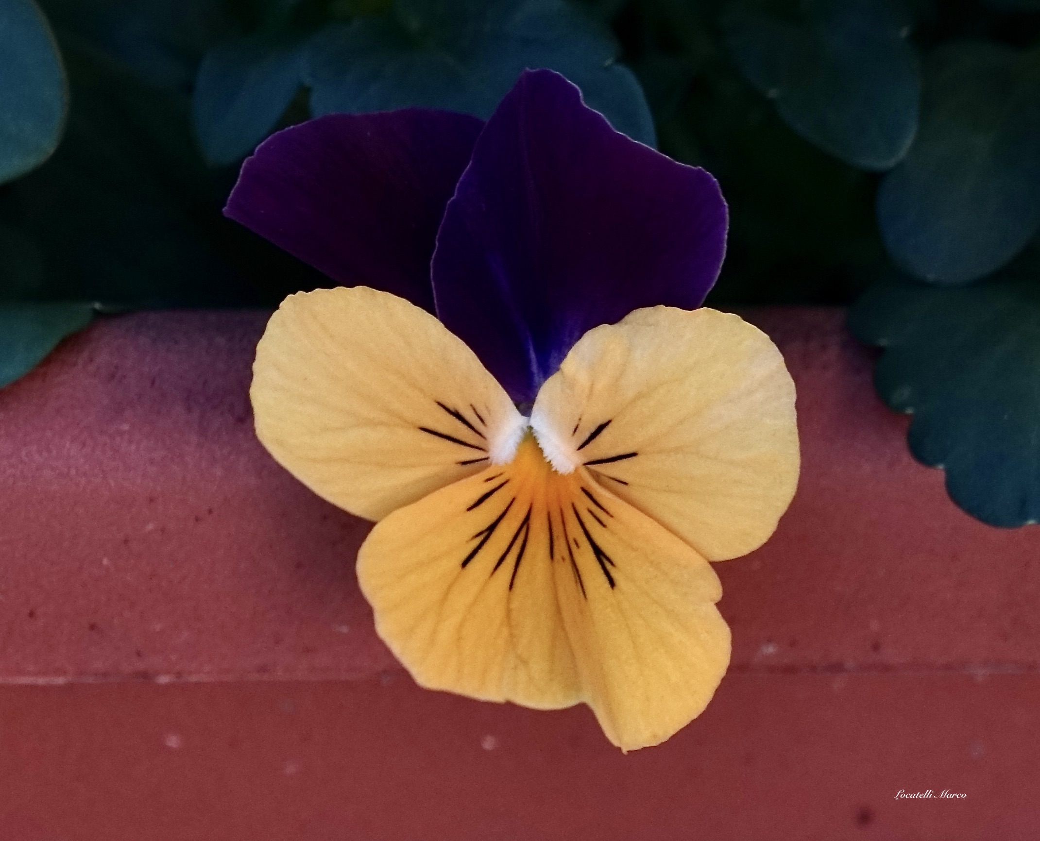 Violet