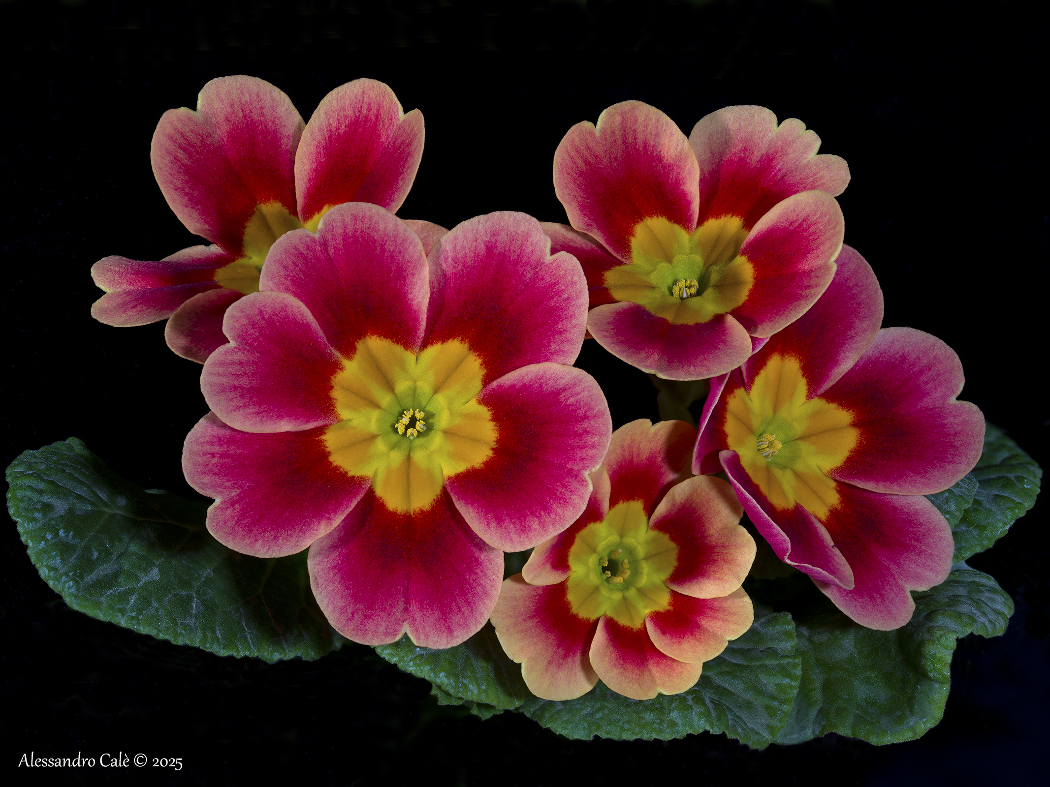 Primroses 2318_28 FS
