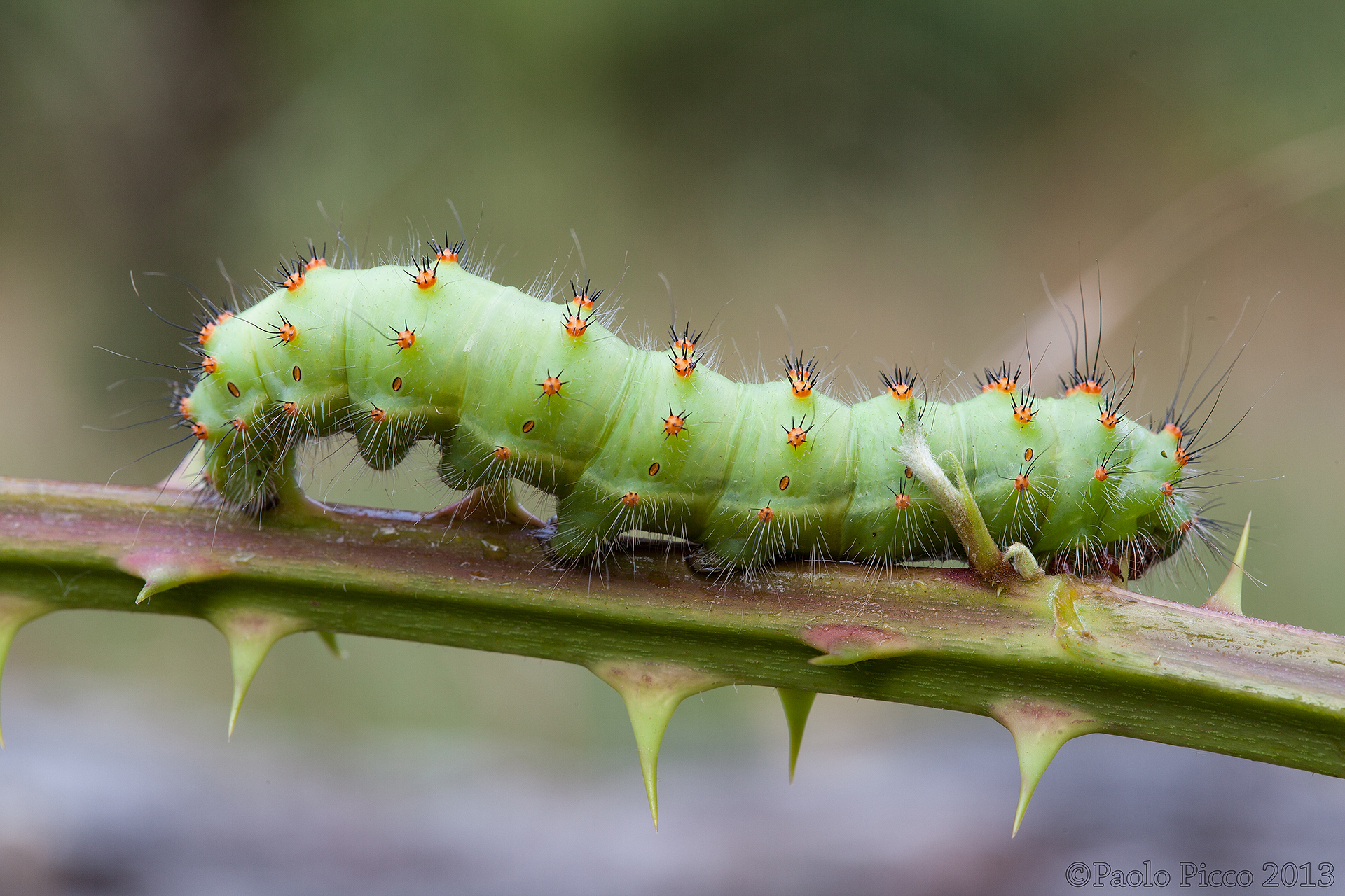 Lepidoptera (Saturniidae - Saturnia Pavoniella)