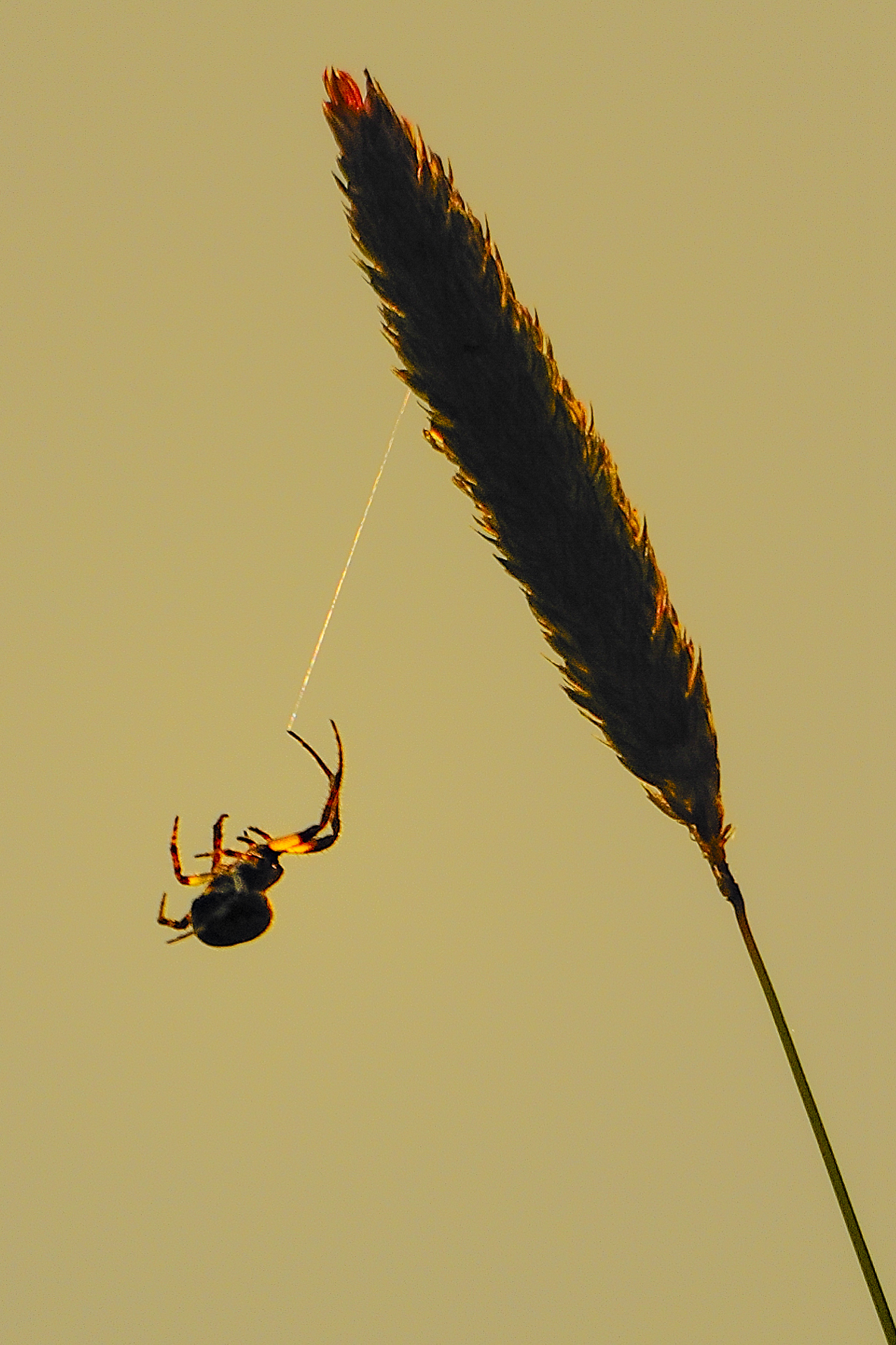 Hanging by a thread