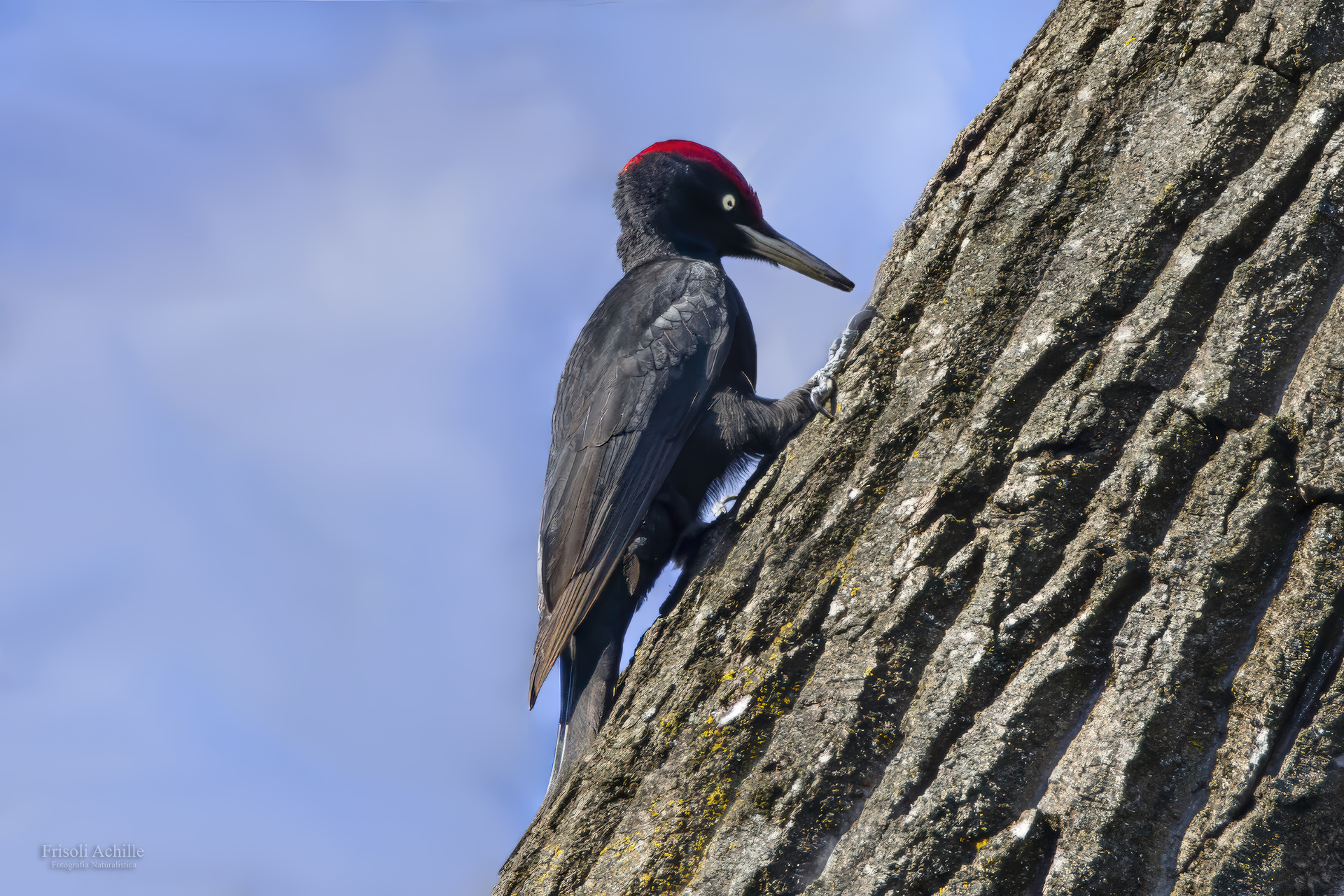 Black woodpecker m.