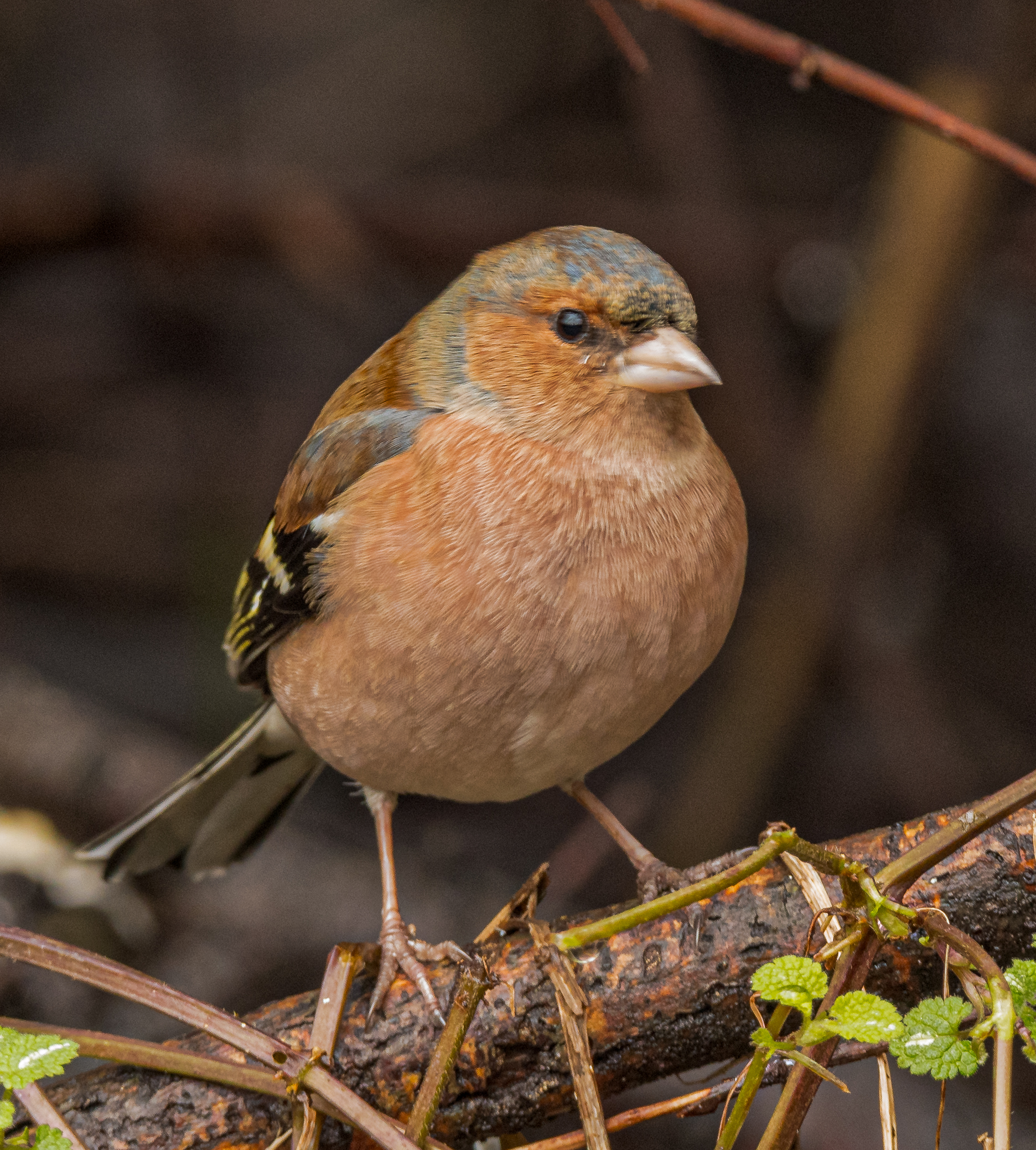 chaffinch