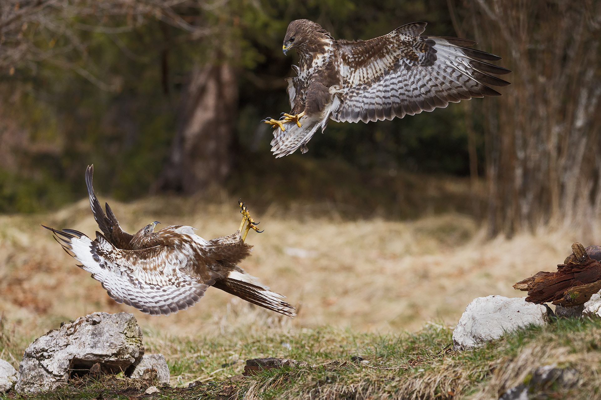 Buzzards in struggle