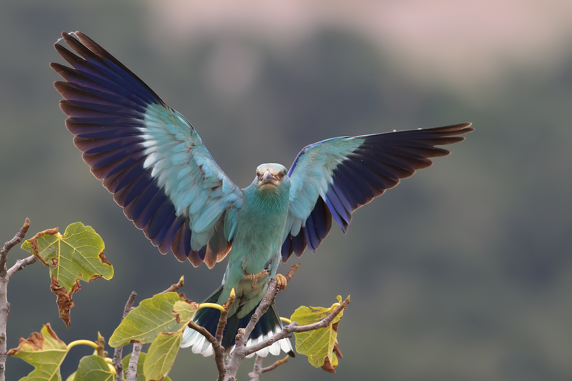 jay landing of marine