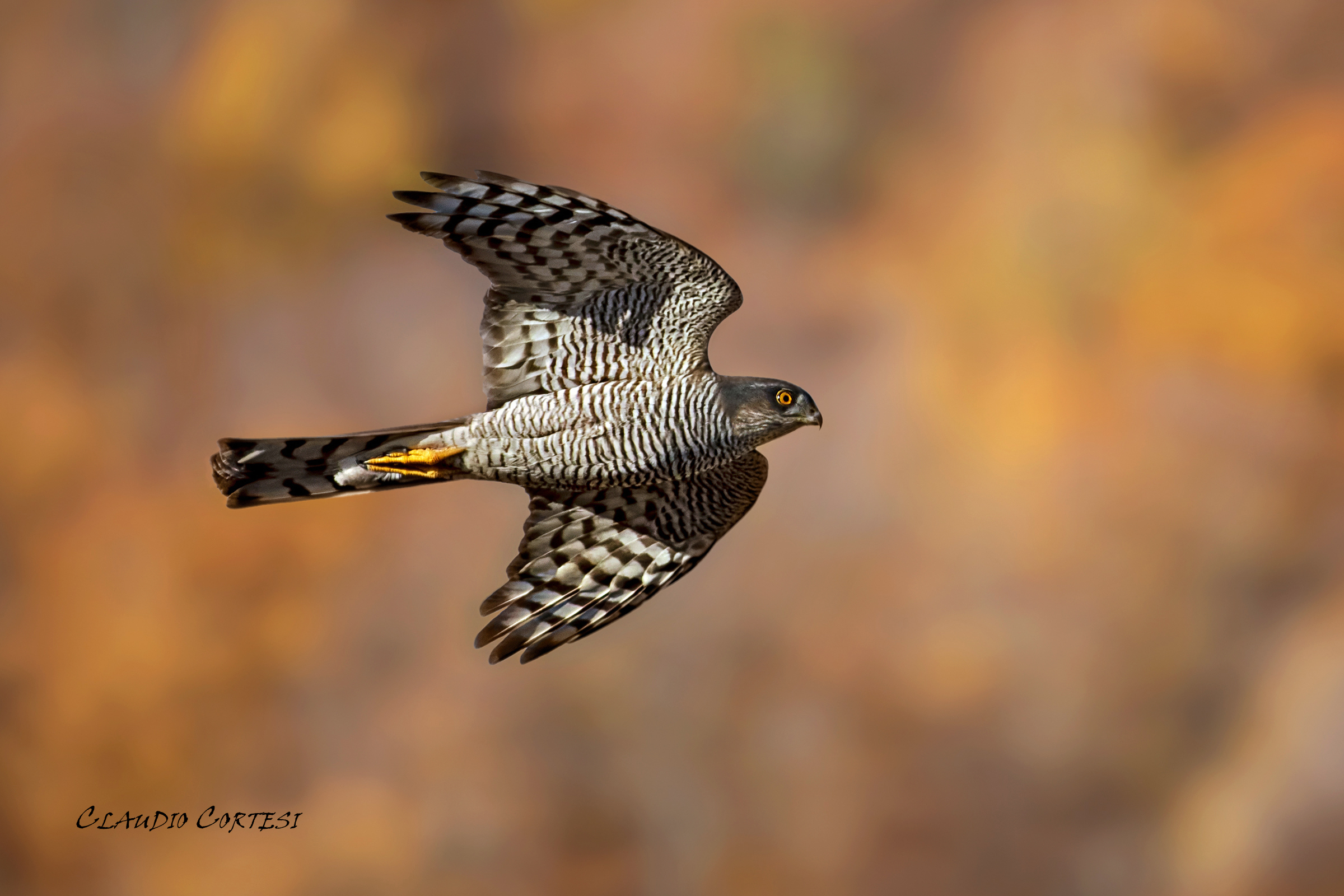 Sparviero d'autunno