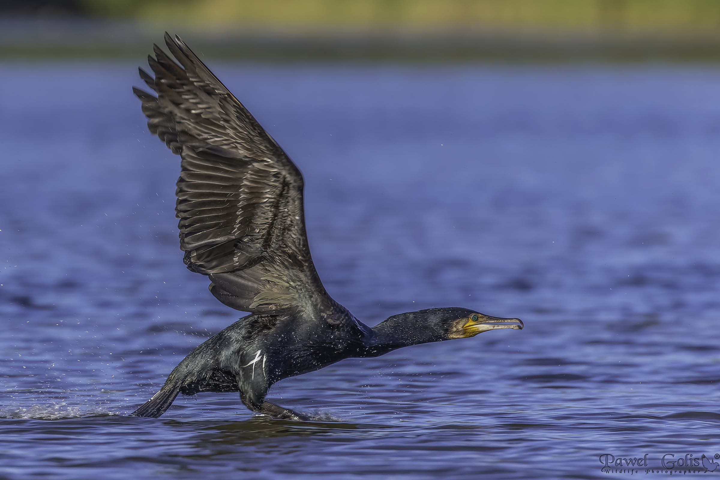 Great cormorant (Phalacrocorax carbo)