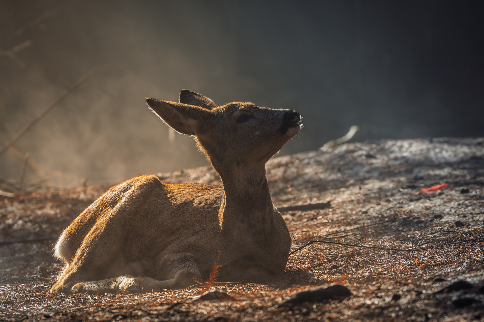 Scaldarsi al primo sole...