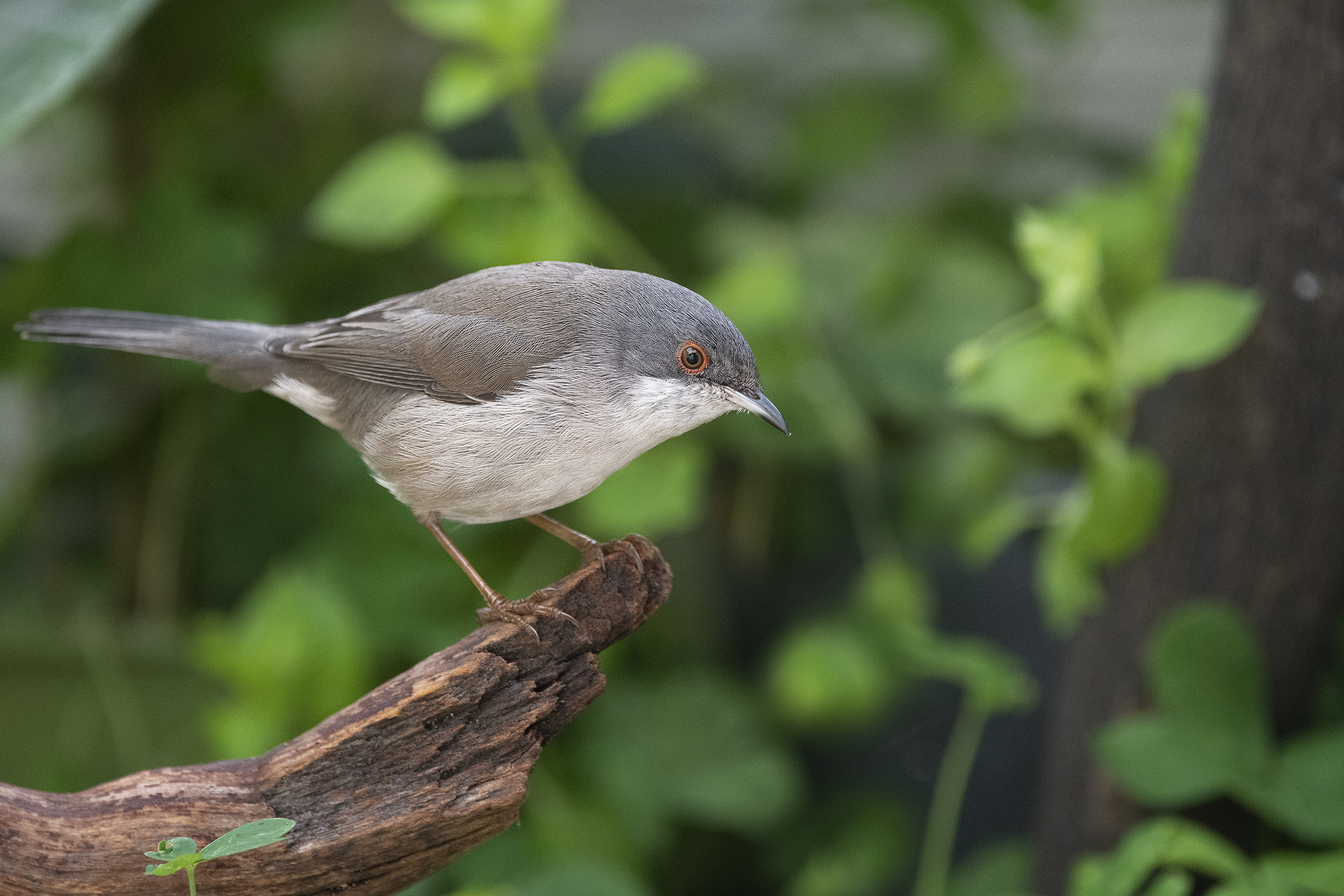 Scalloped Female
