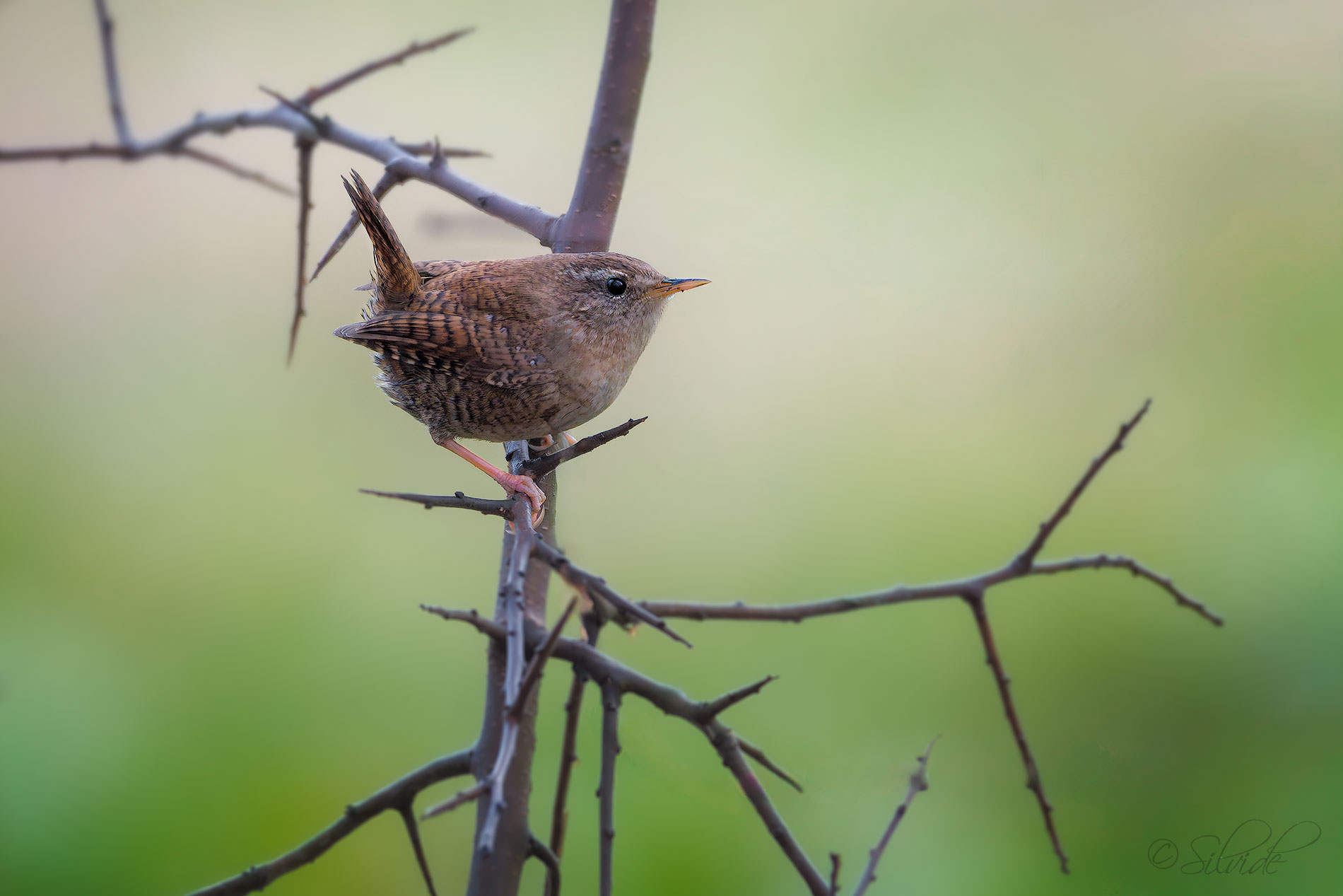 Wren
