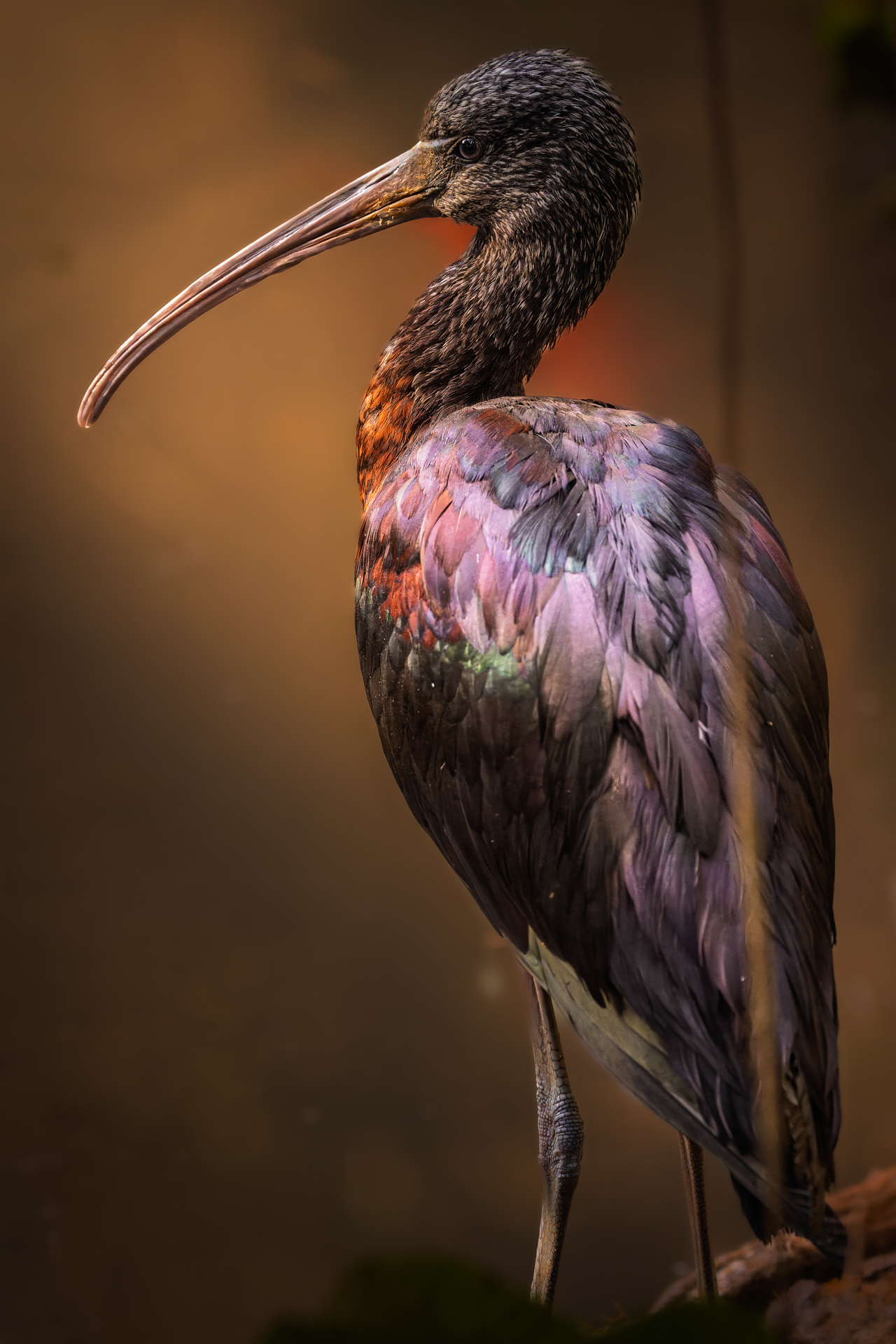 Mignattaio (Plegadis falcinellus)