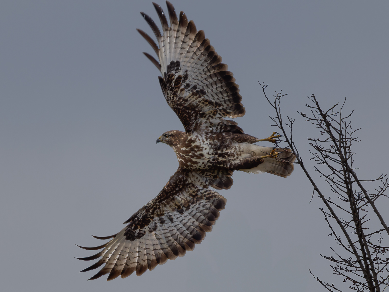 Buzzard