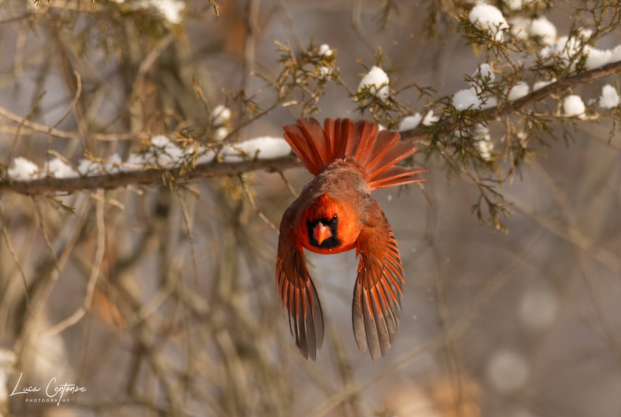Northern Cardinal
