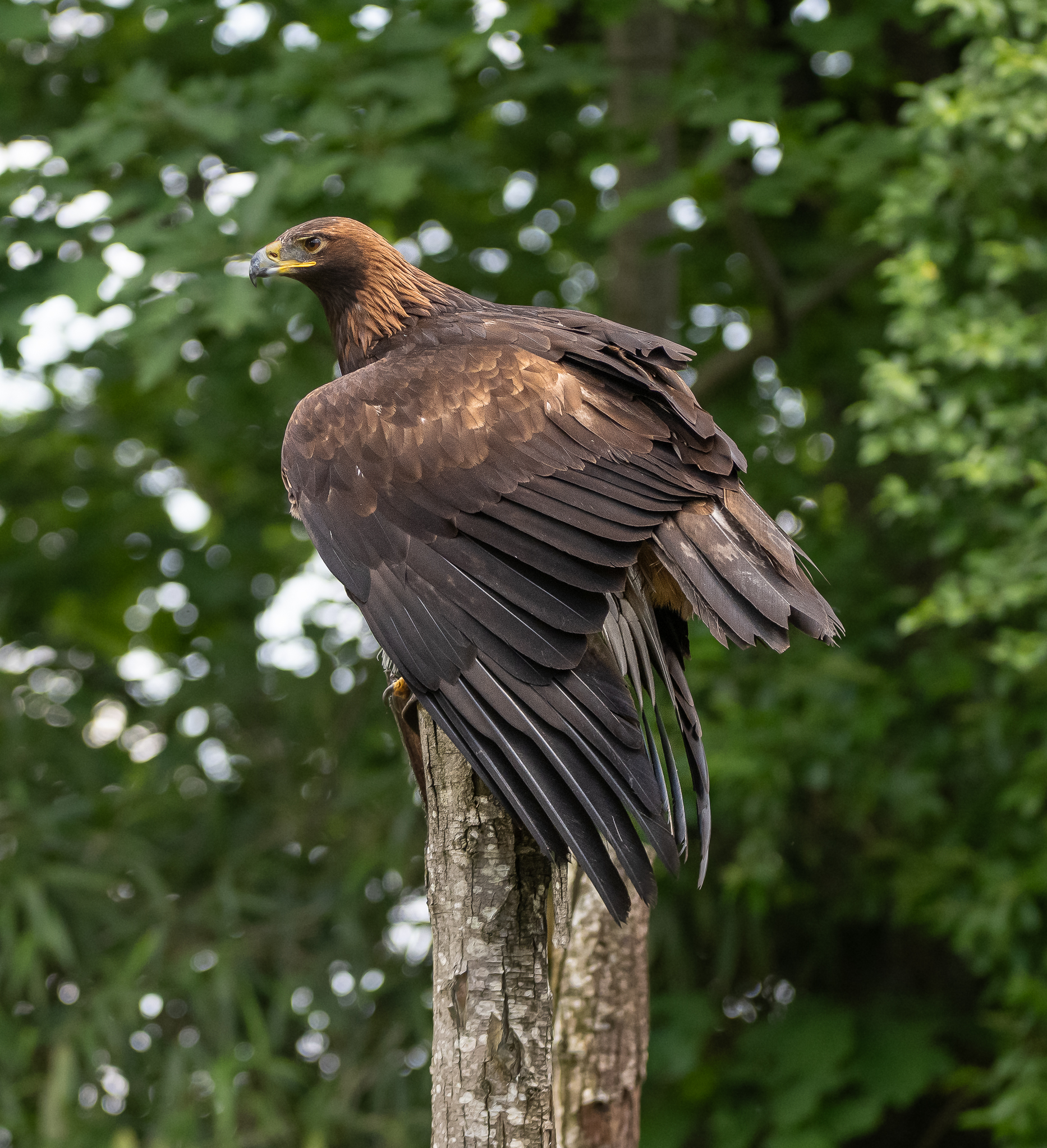 Golden eagle